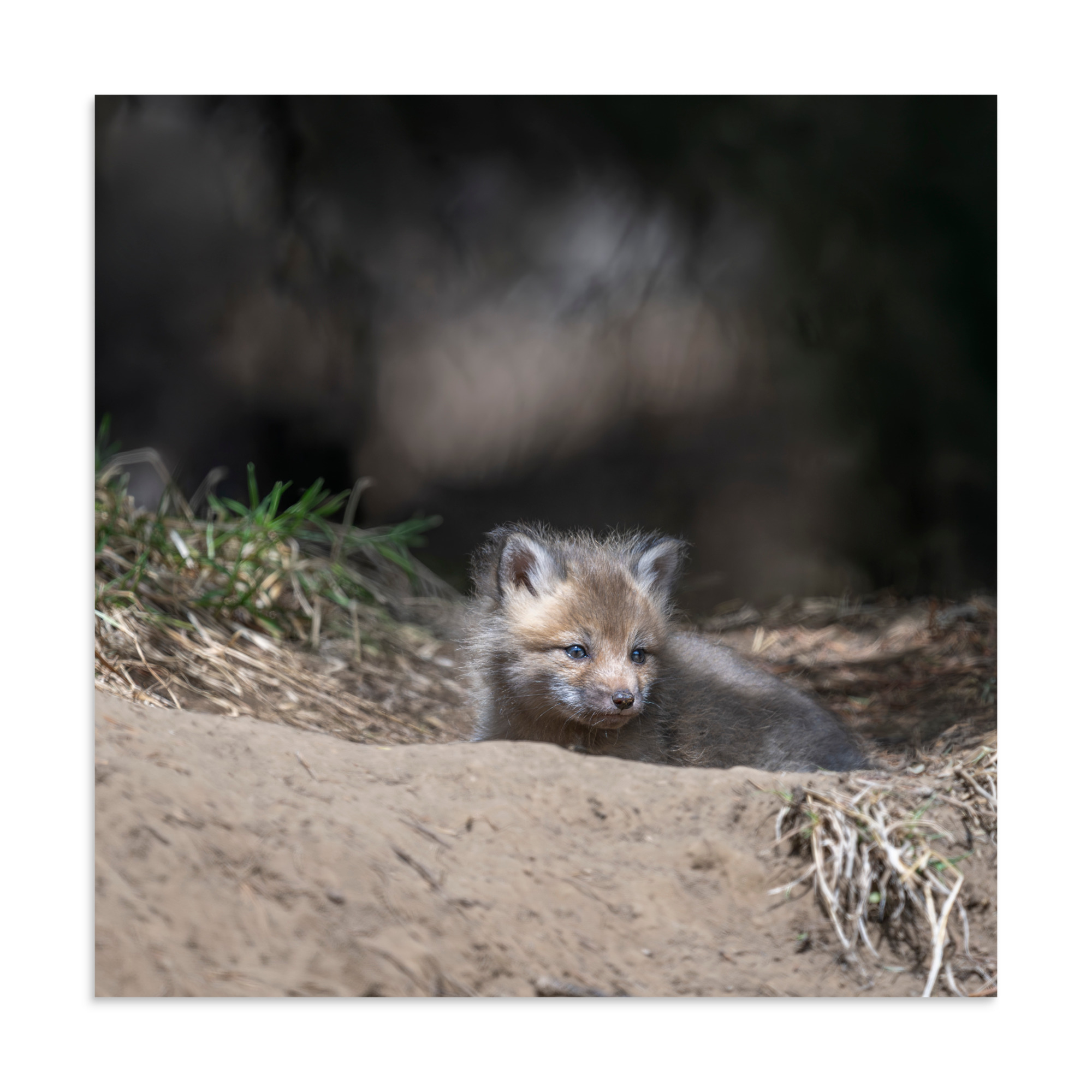 Baby Red fox waiting for Mom! Photo paper poster - Image 17