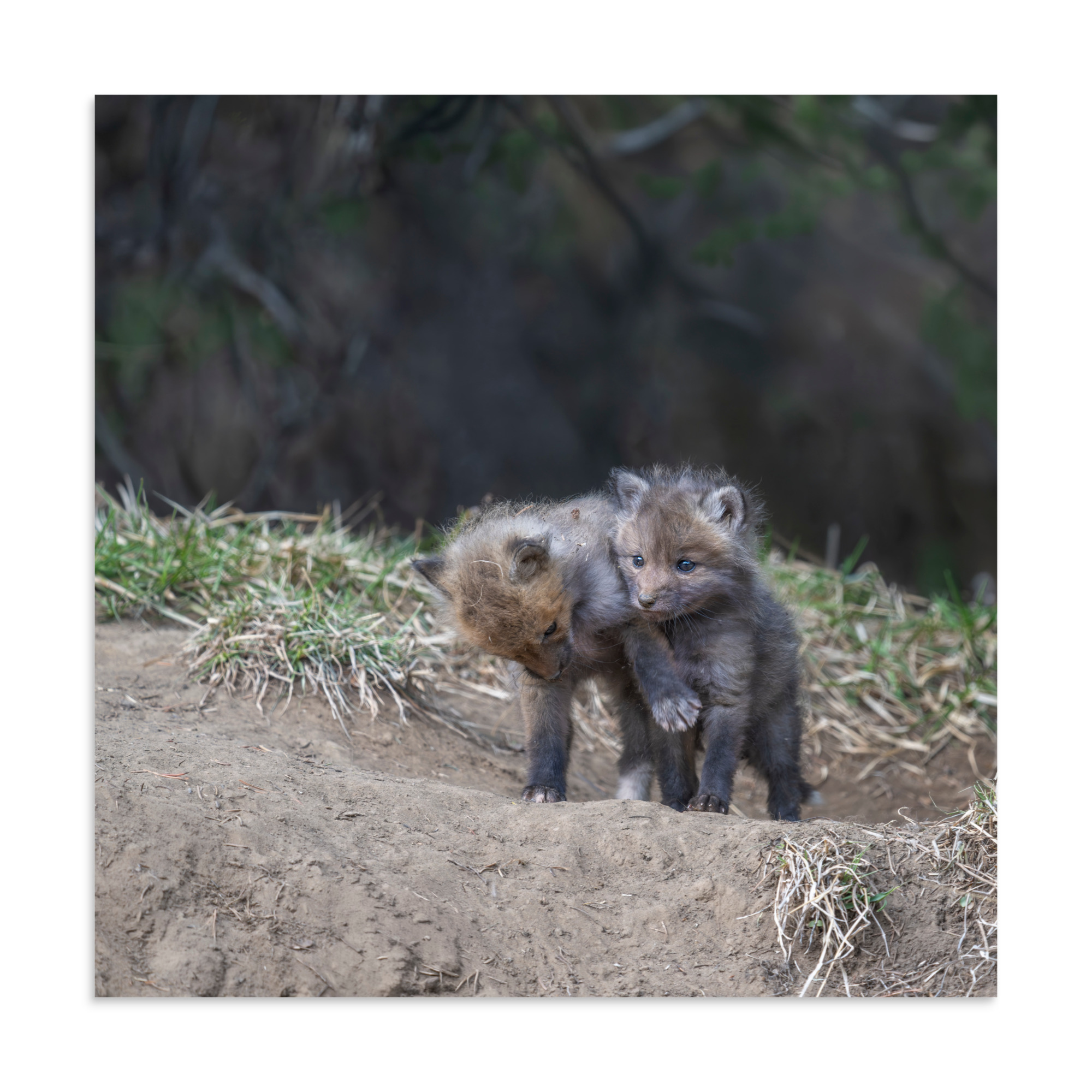 Brothers in Arms Red fox kits! Photo paper poster - Image 17