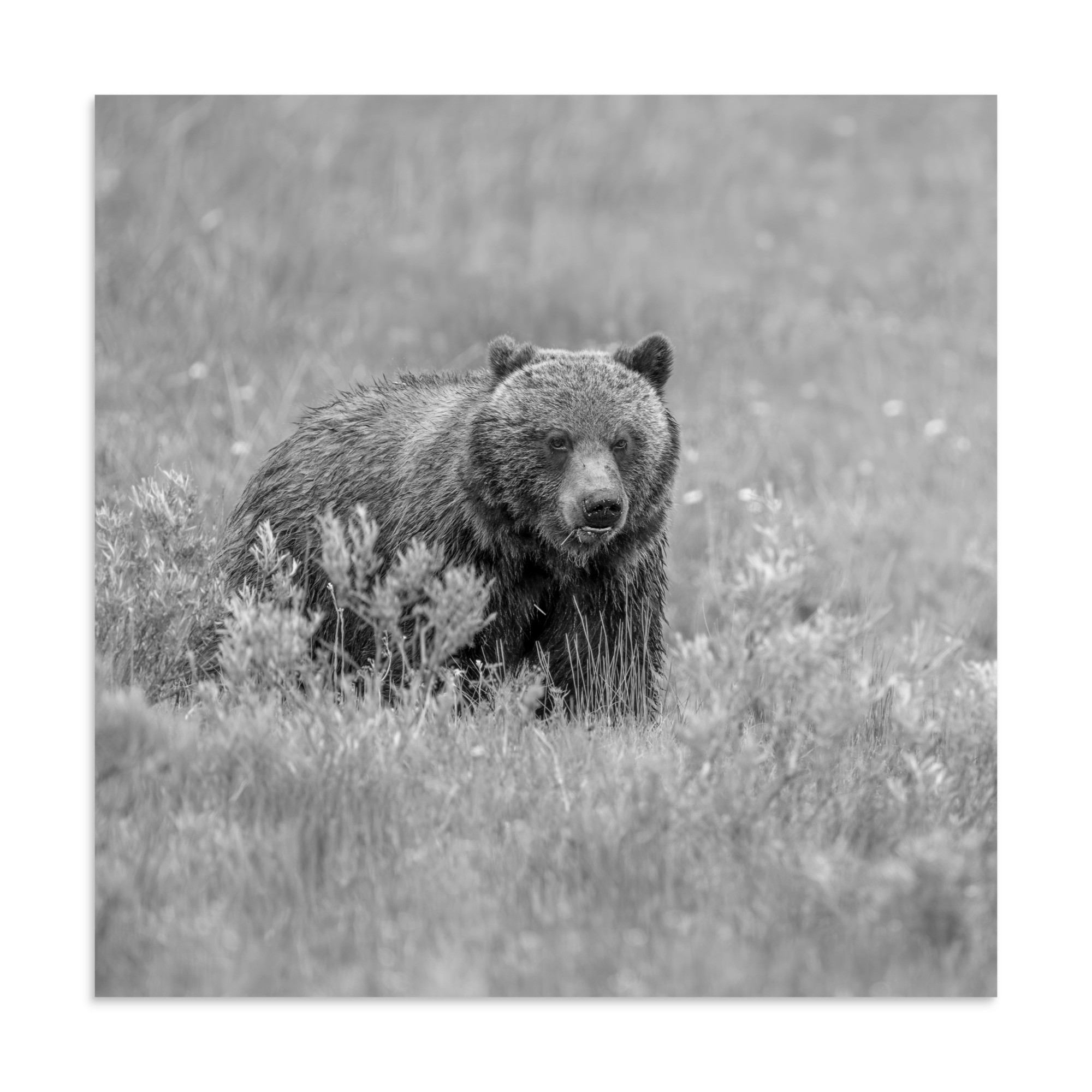 Hungry Grizzly in a Meadow! Monochrome Photo paper poster - Image 17