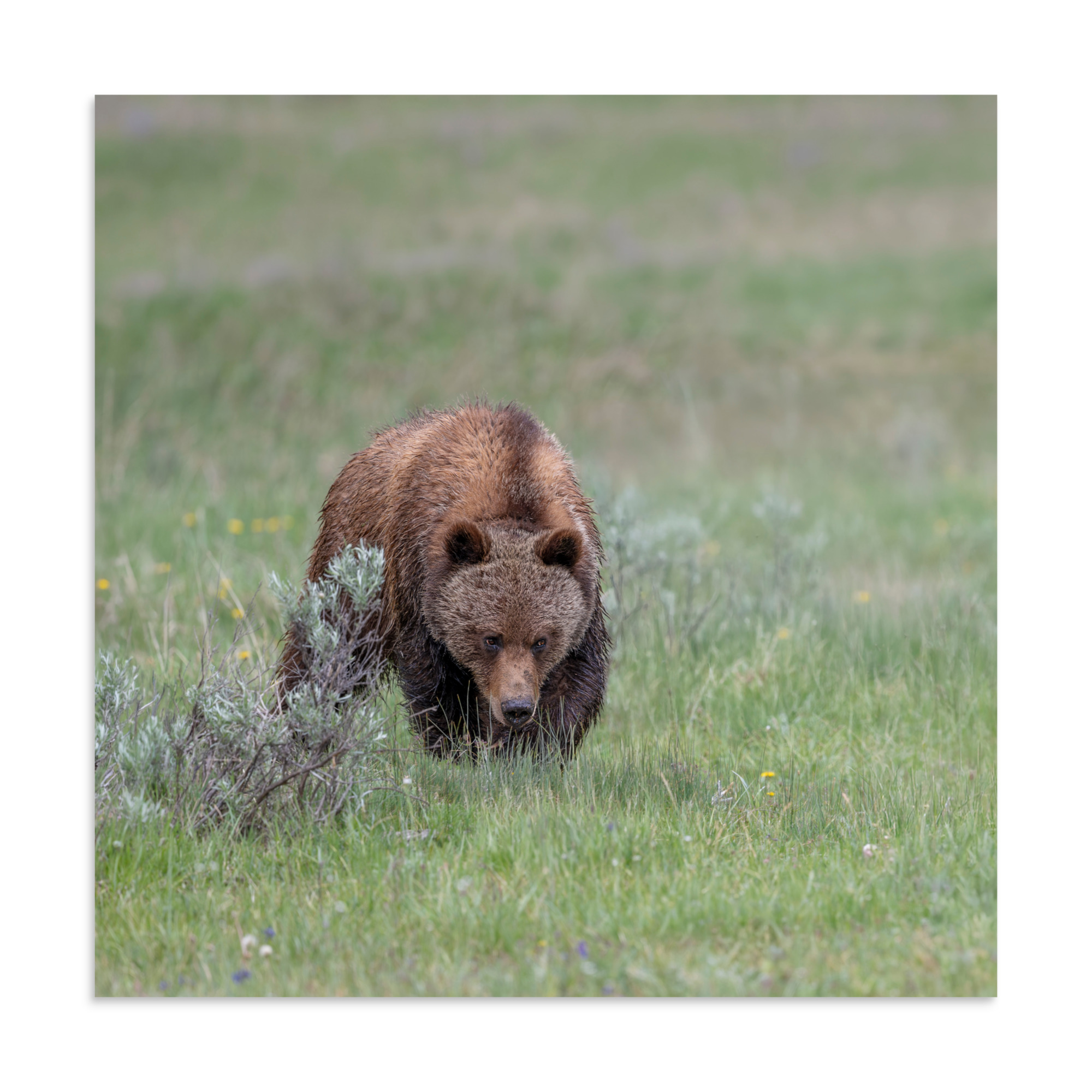 Grizzly Watching! Photo paper poster - Image 16