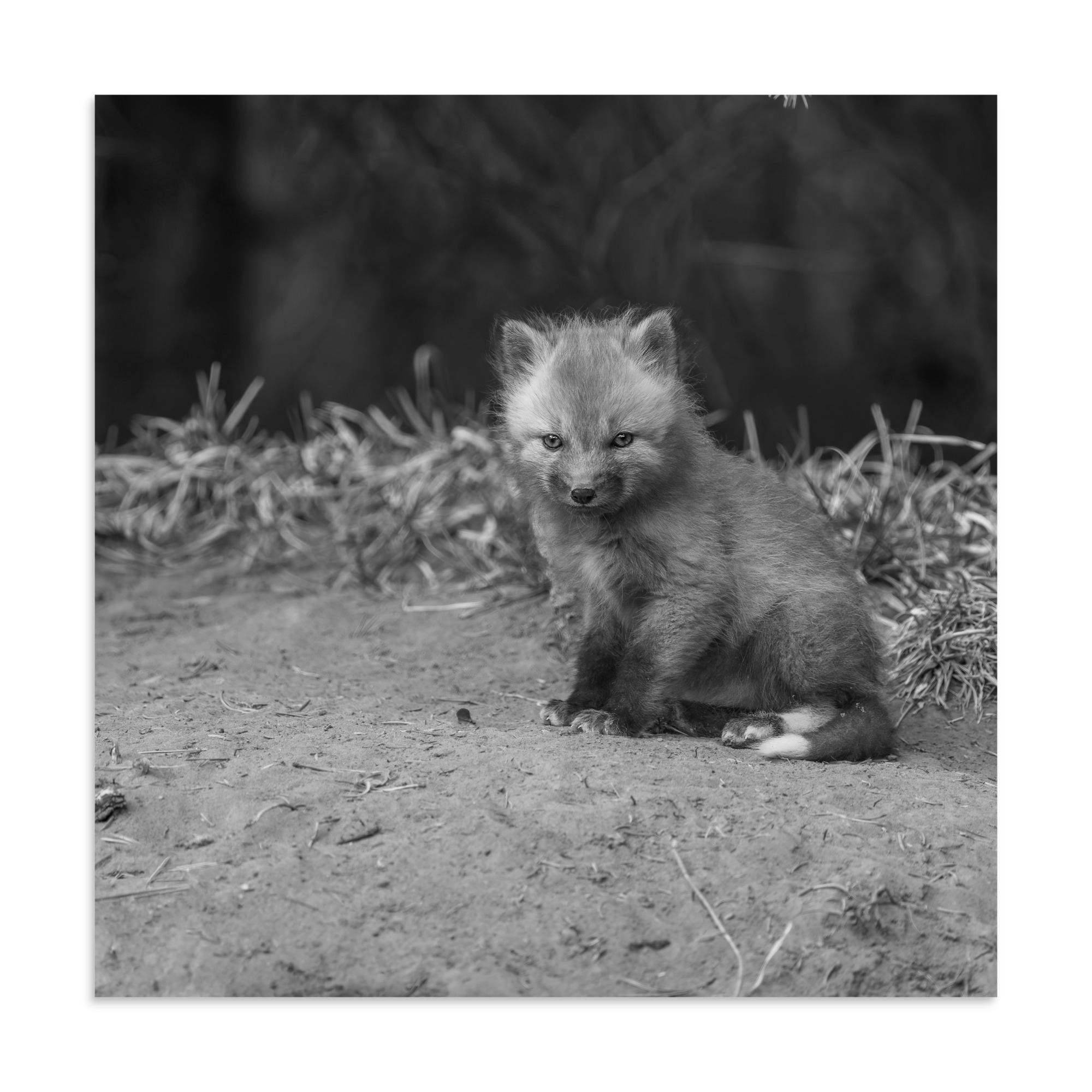 Sharp gaze baby red fox (Monochrome)! Photo paper poster - Image 17