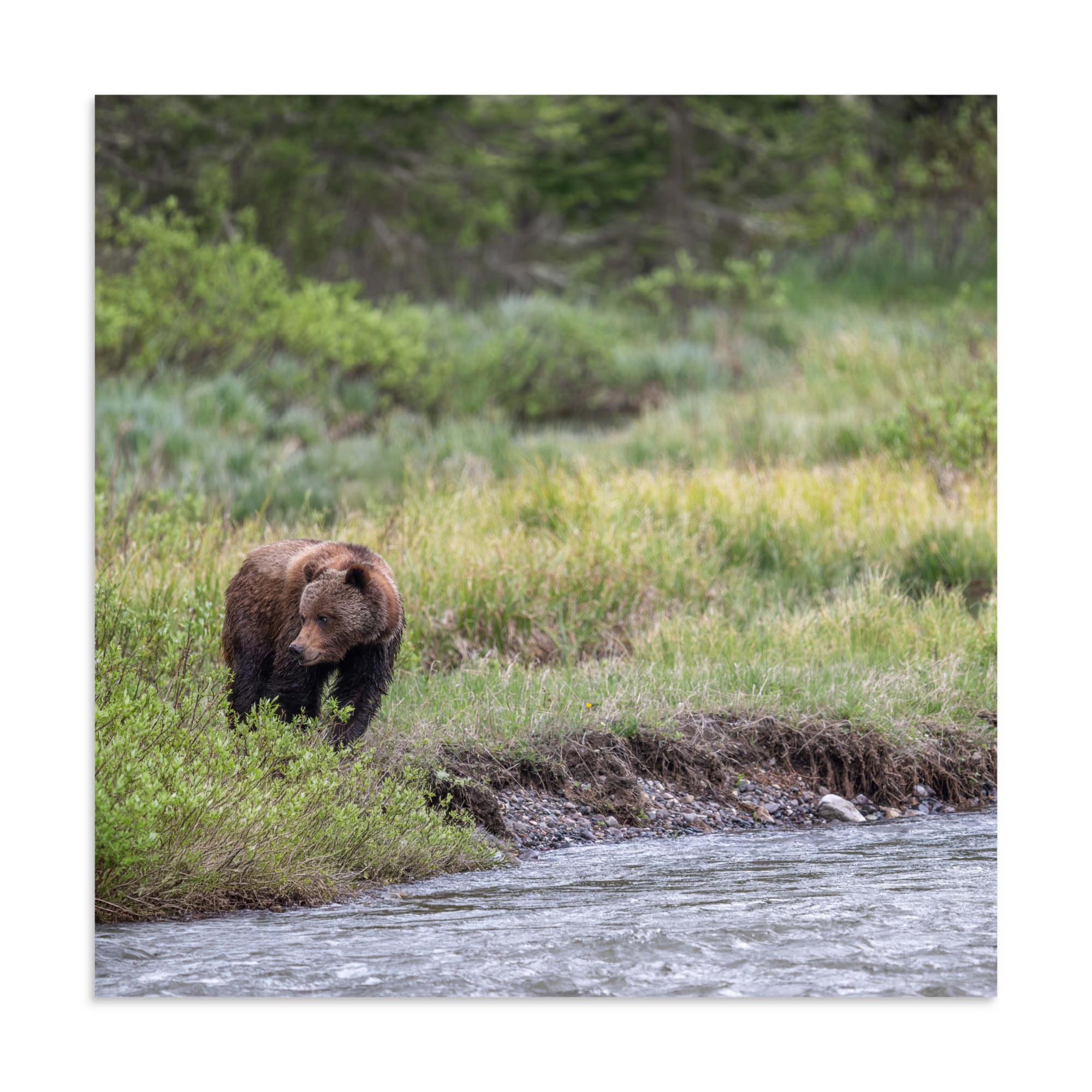 Grizzly getting read! Photo paper poster - Image 17