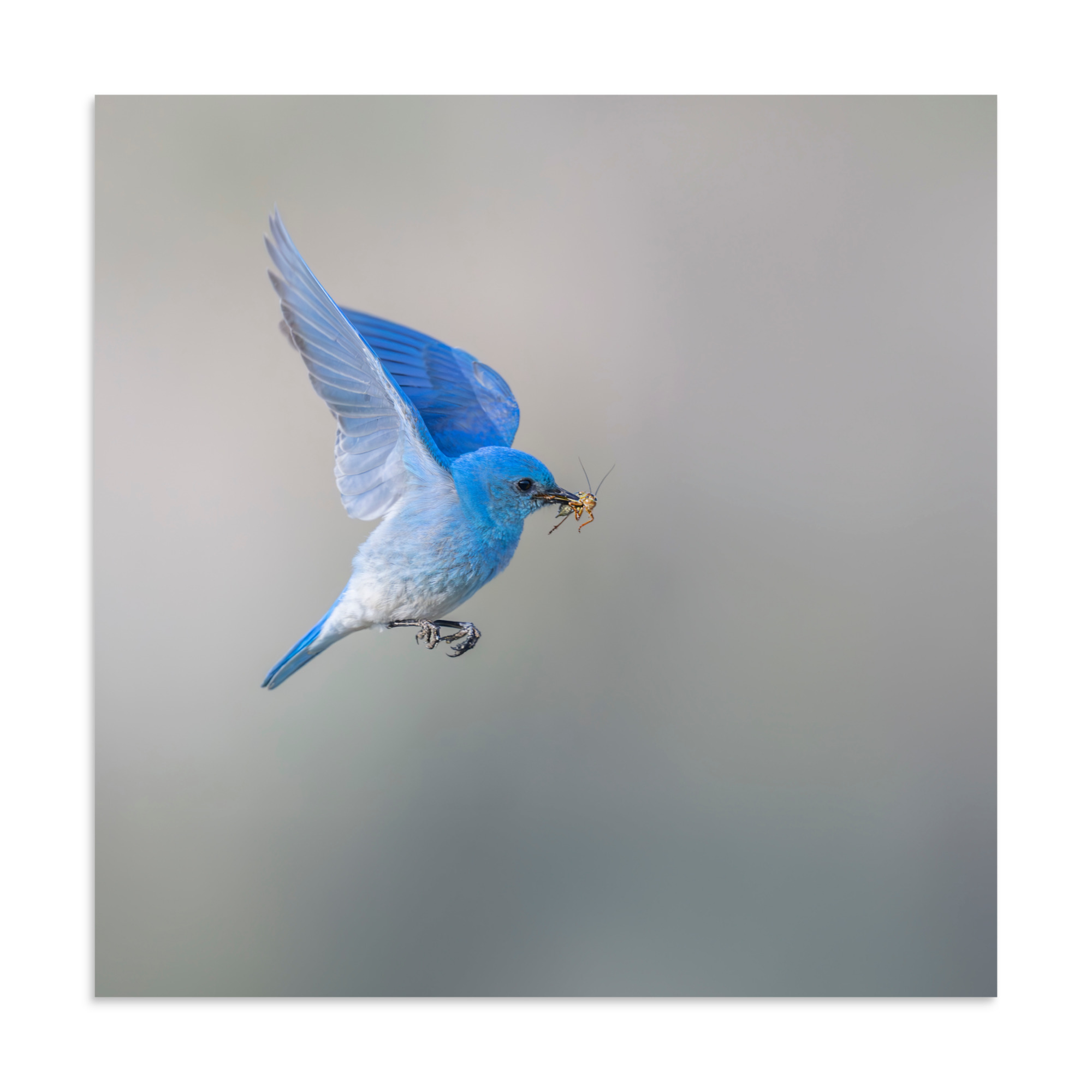 Mountain Bluebird with prey! Photo paper poster - Image 17
