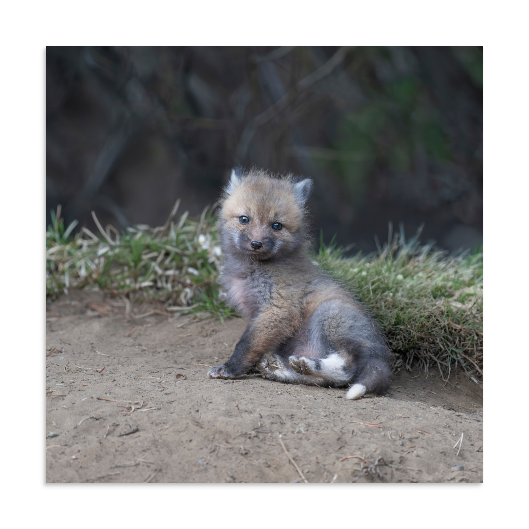 Guarding Den Baby Red fox! Photo paper poster - Image 17