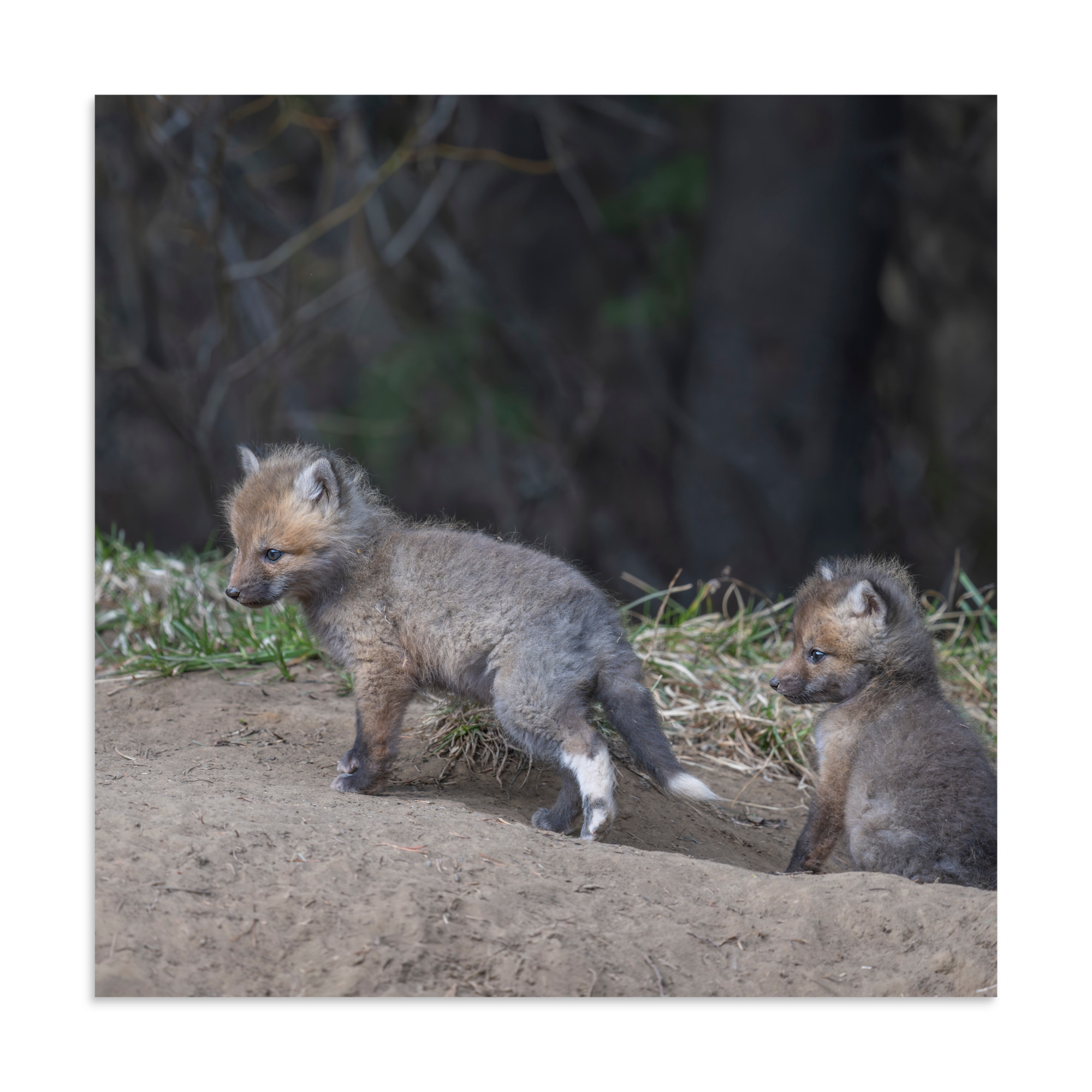 Play Time Baby Red fox! Photo paper poster - Image 17