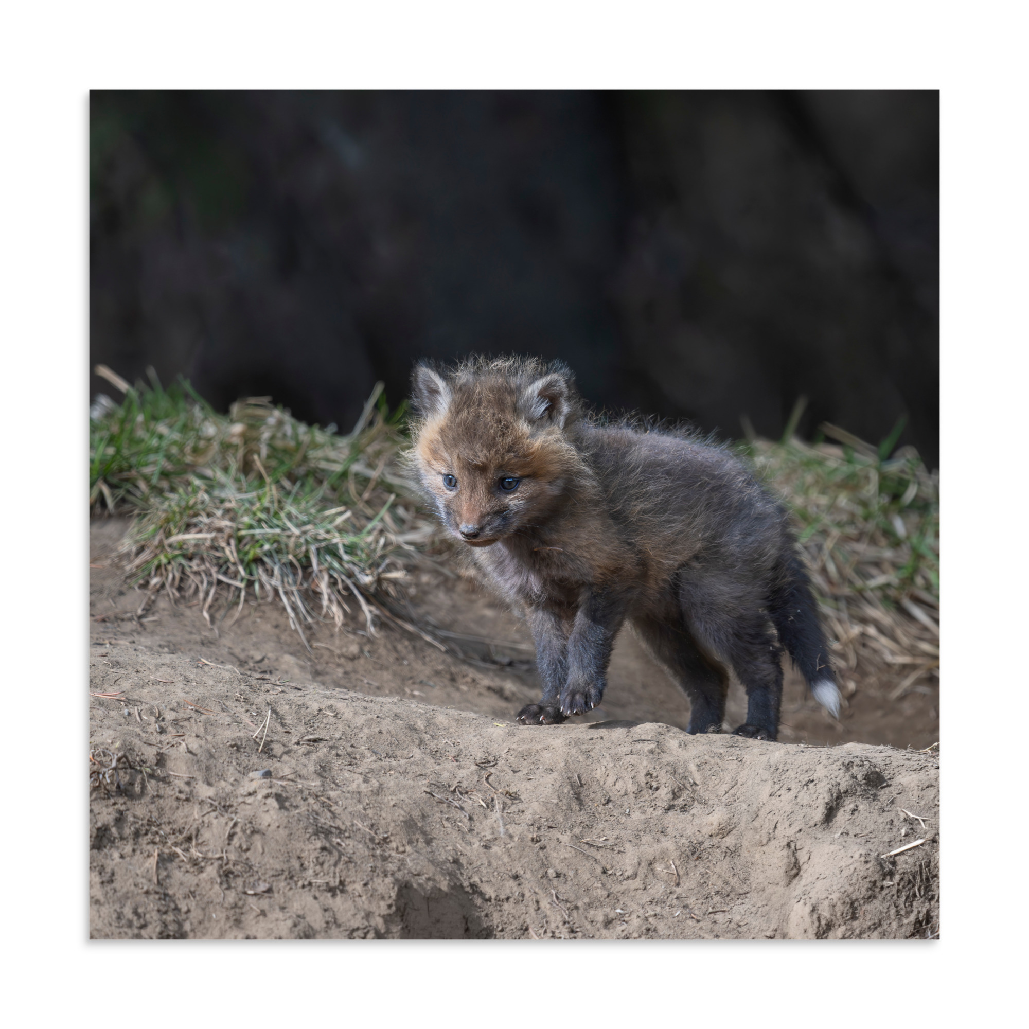 Just checking Baby Red fox! Photo paper poster - Image 17