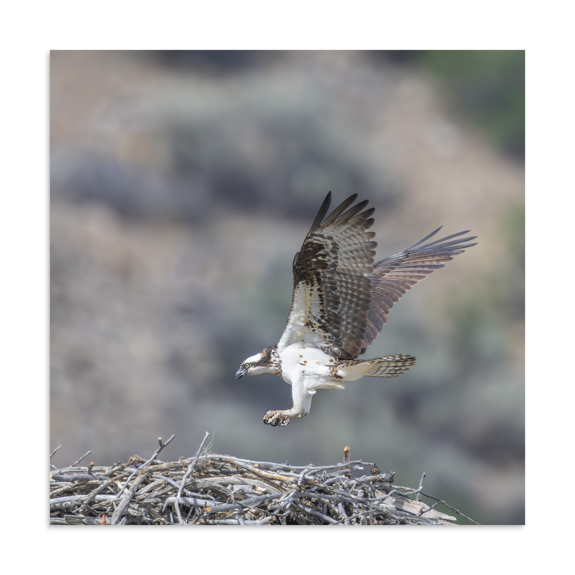 Osprey Landing on its nest! Photo paper poster - Image 17