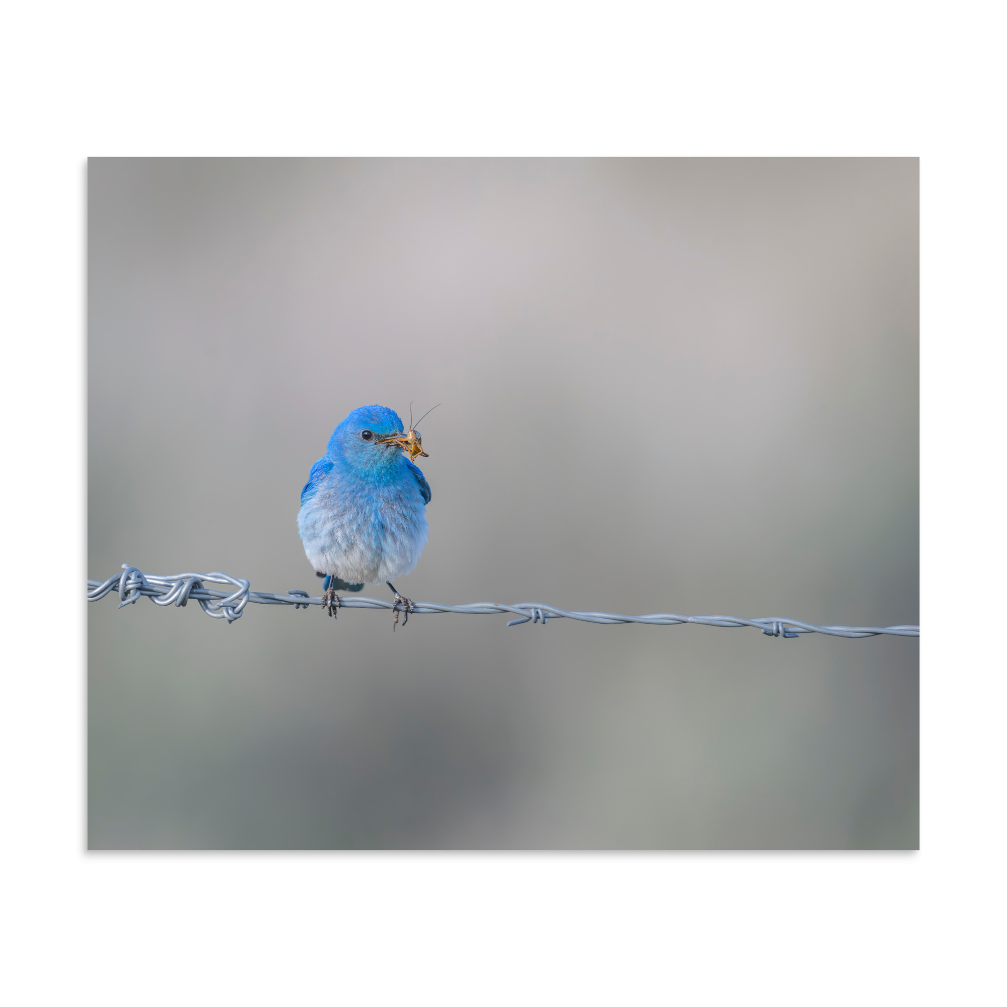 Mountain Blue Bird! Photo paper poster - Image 17