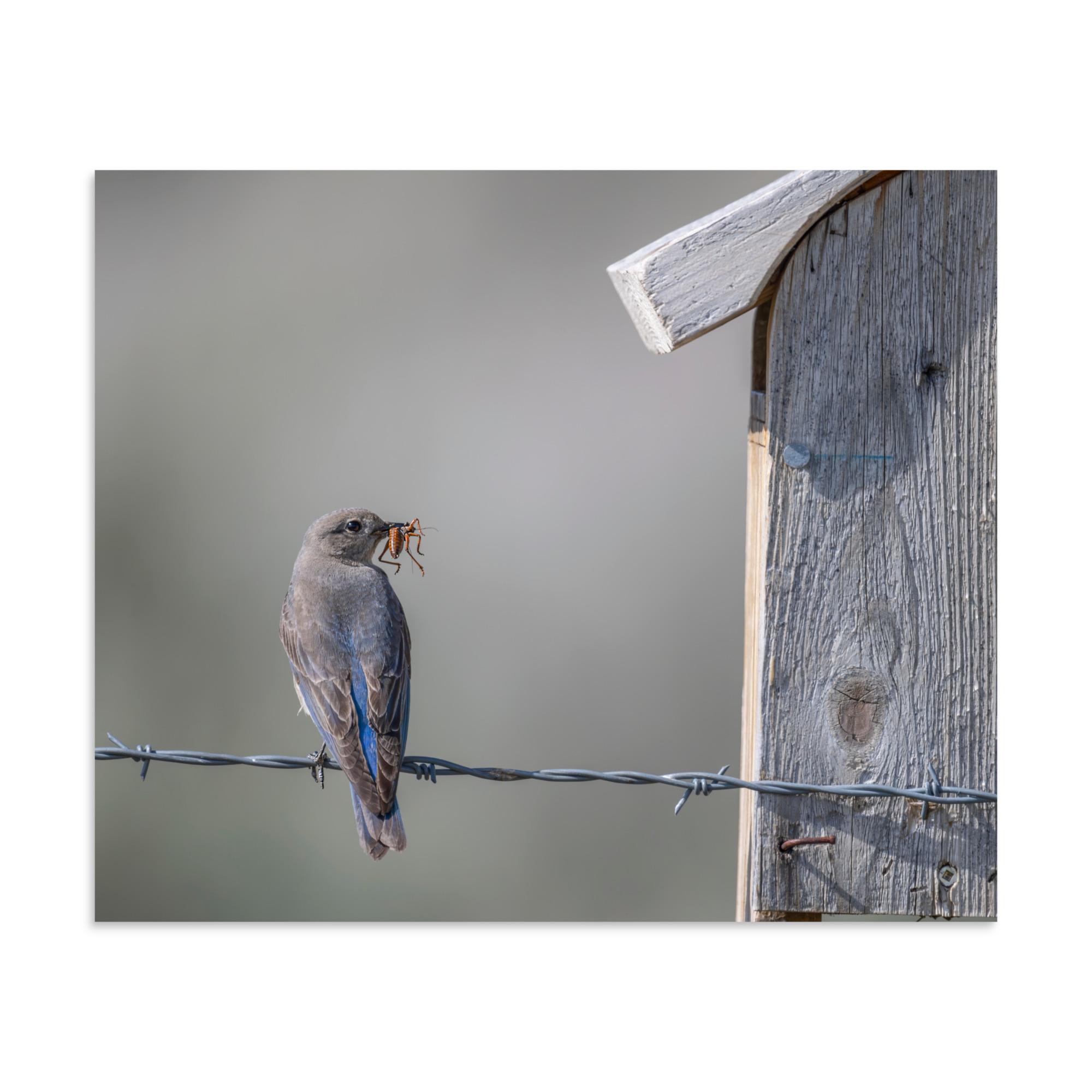 Mama Mountain bluebird with food! Photo paper poster - Image 16