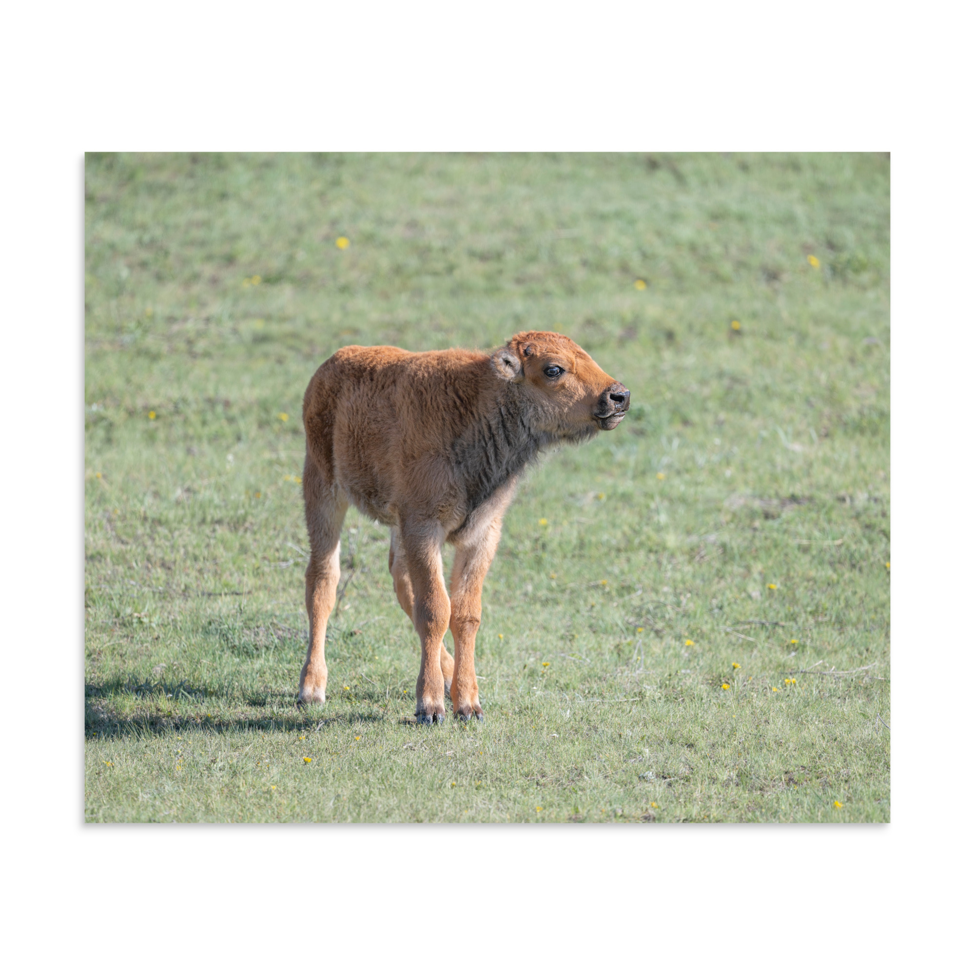 Baby Bison! Photo paper poster - Image 16