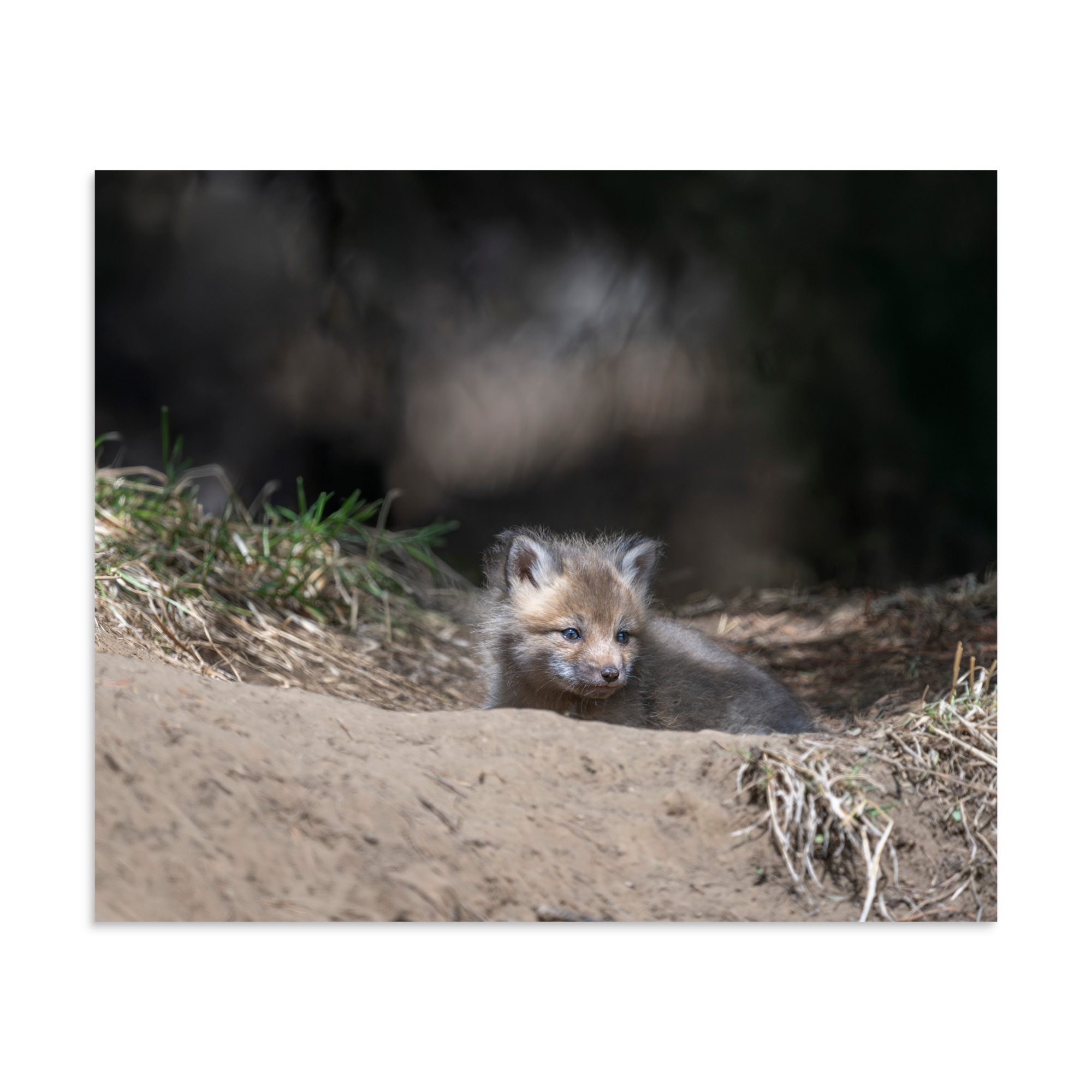 Baby Red fox waiting for Mom! Photo paper poster - Image 18
