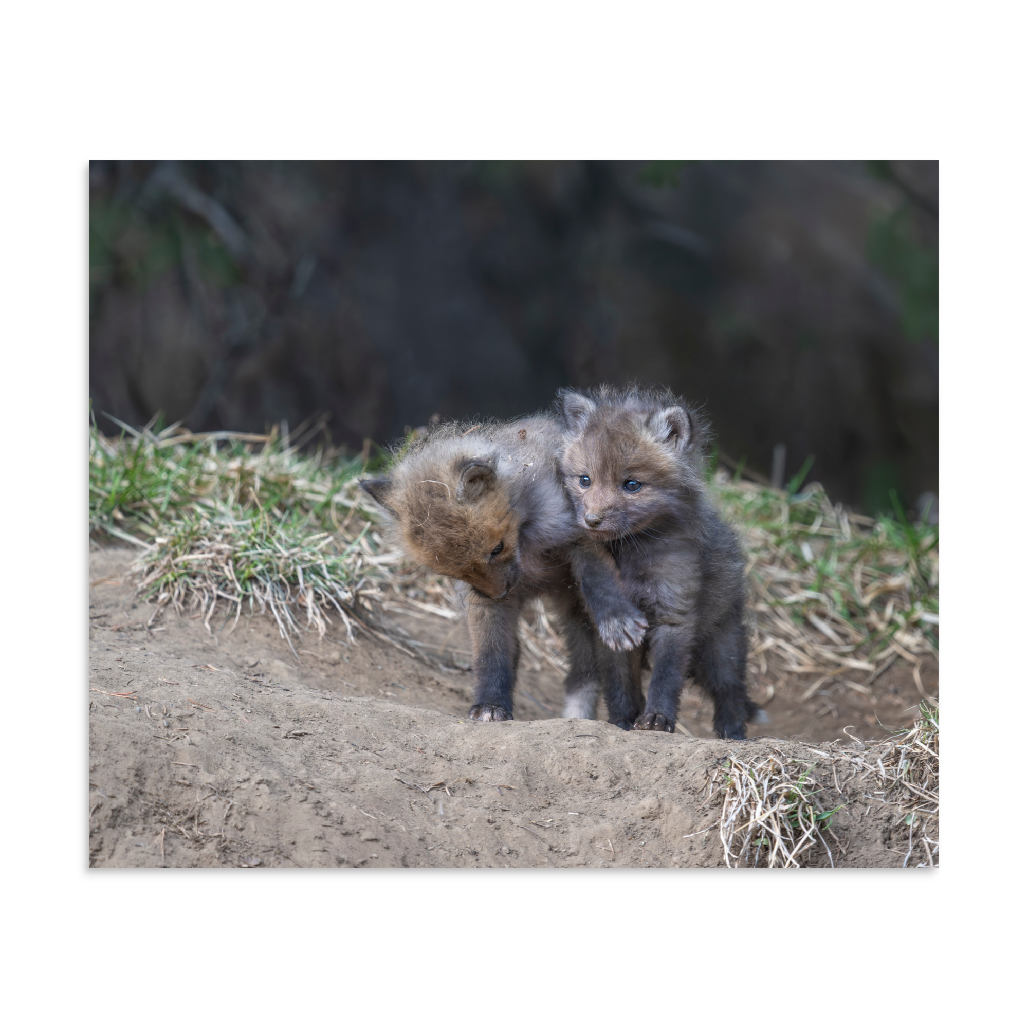 Brothers in Arms Red fox kits! Photo paper poster - Image 18