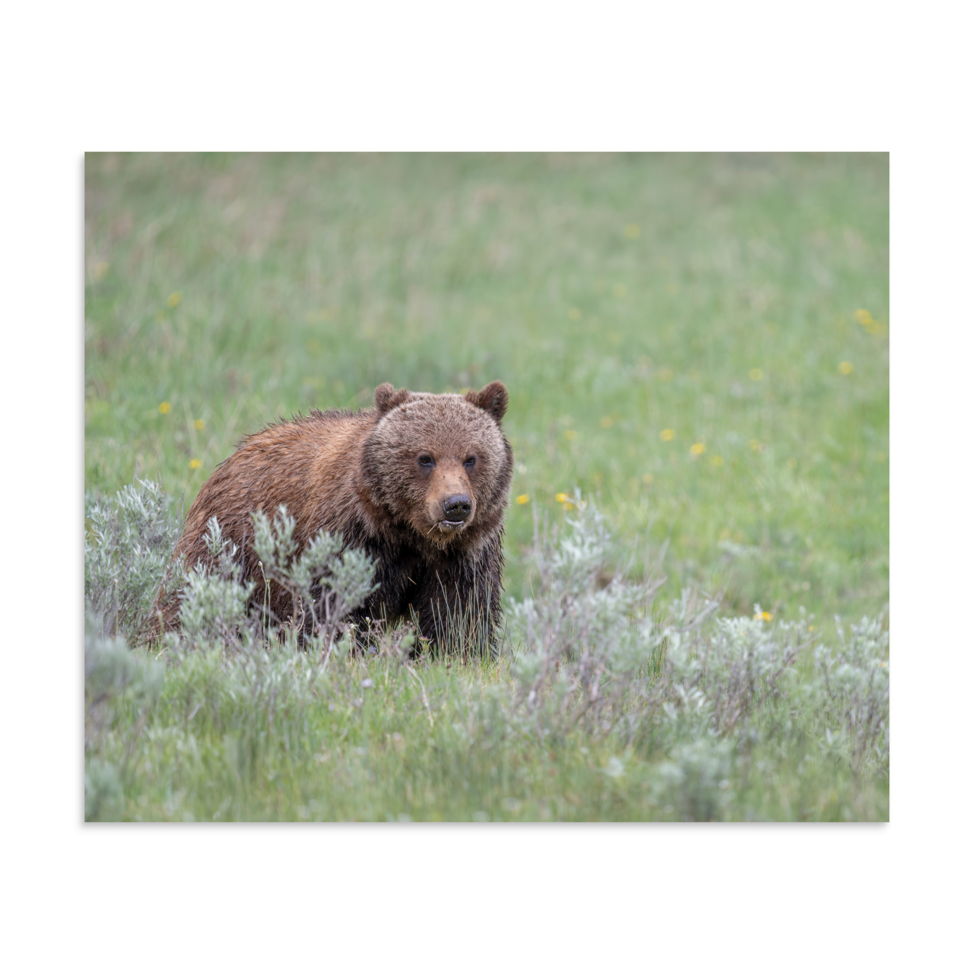 Hungry Grizzly in a Meadow! Photo paper poster - Image 17