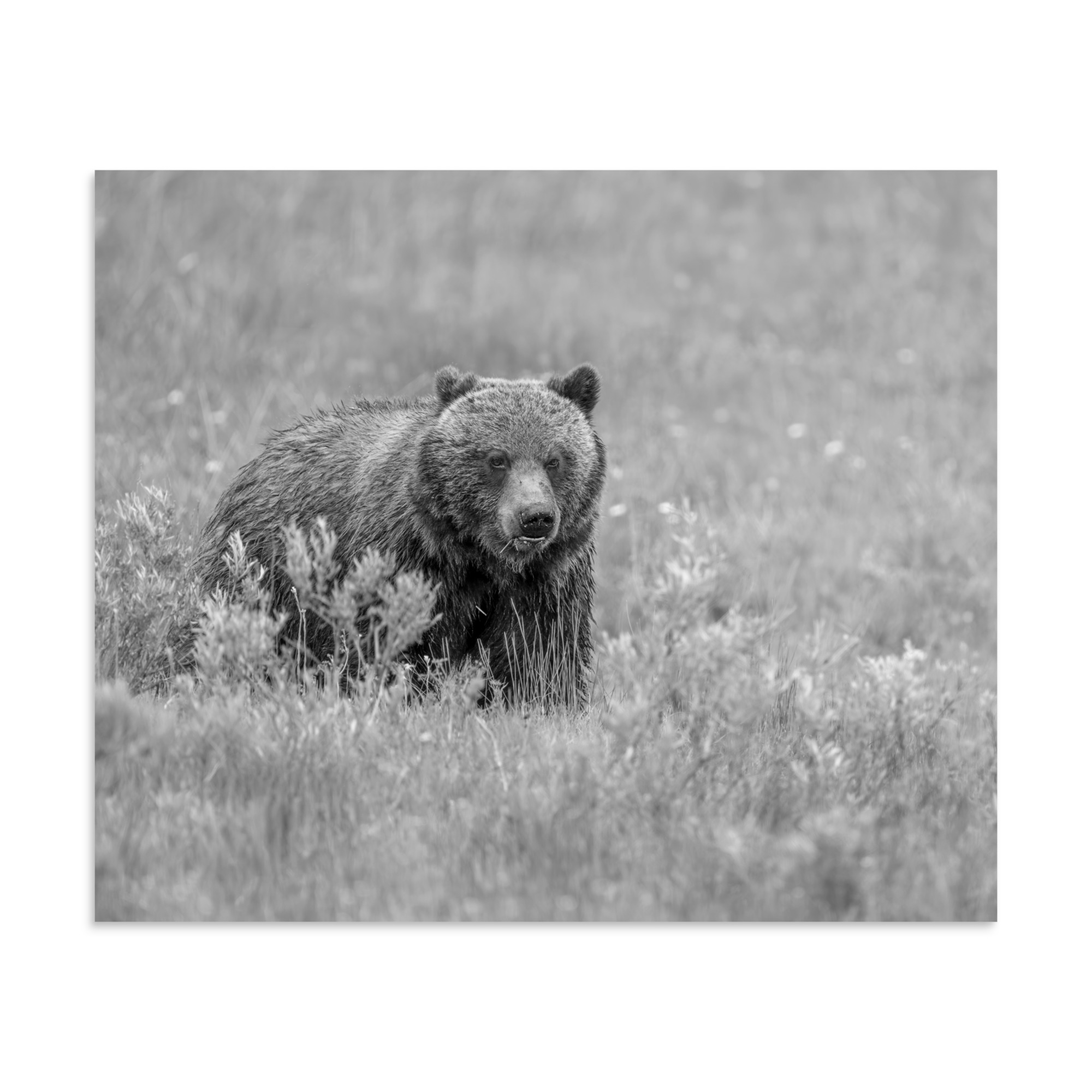 Hungry Grizzly in a Meadow! Monochrome Photo paper poster - Image 18