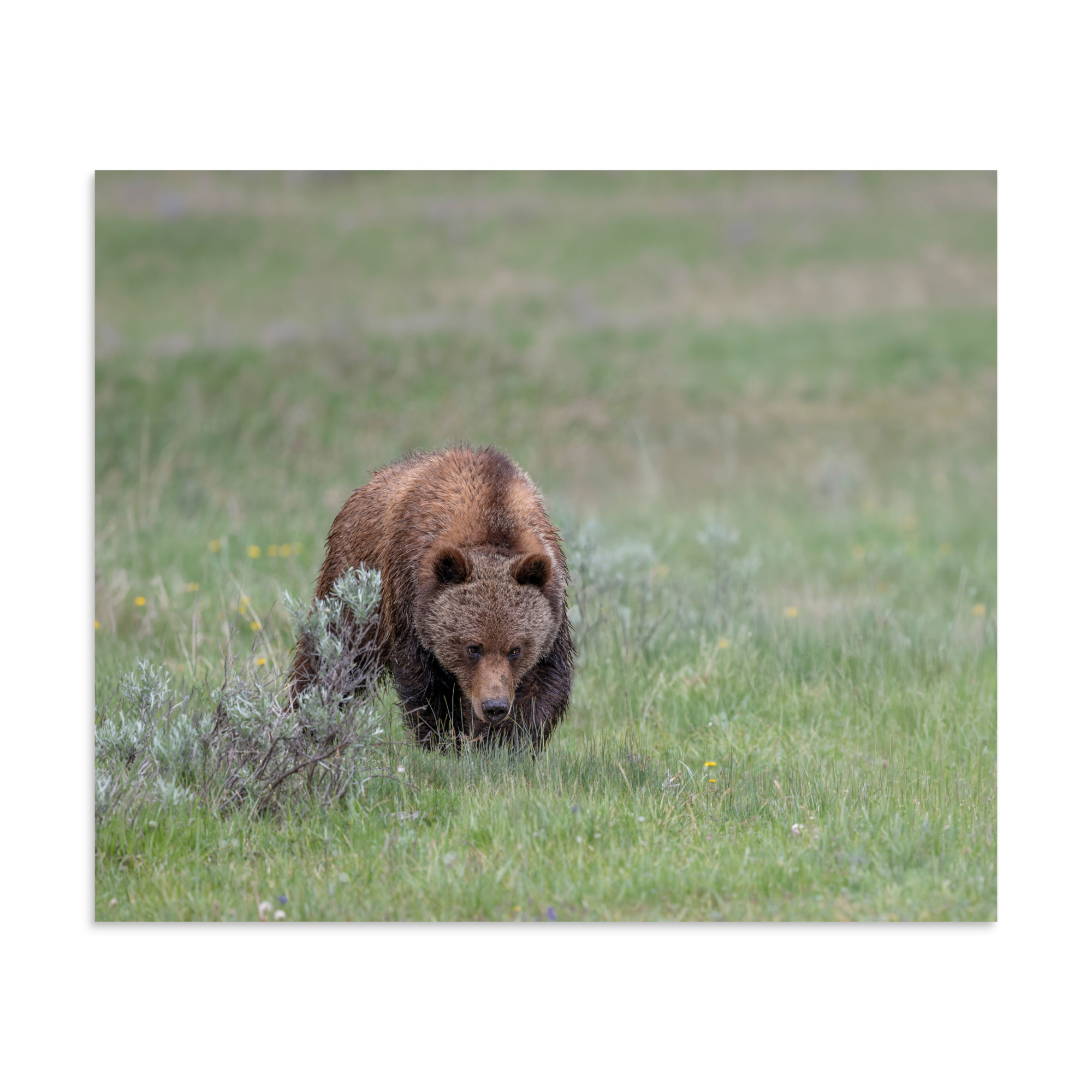 Grizzly Watching! Photo paper poster - Image 17