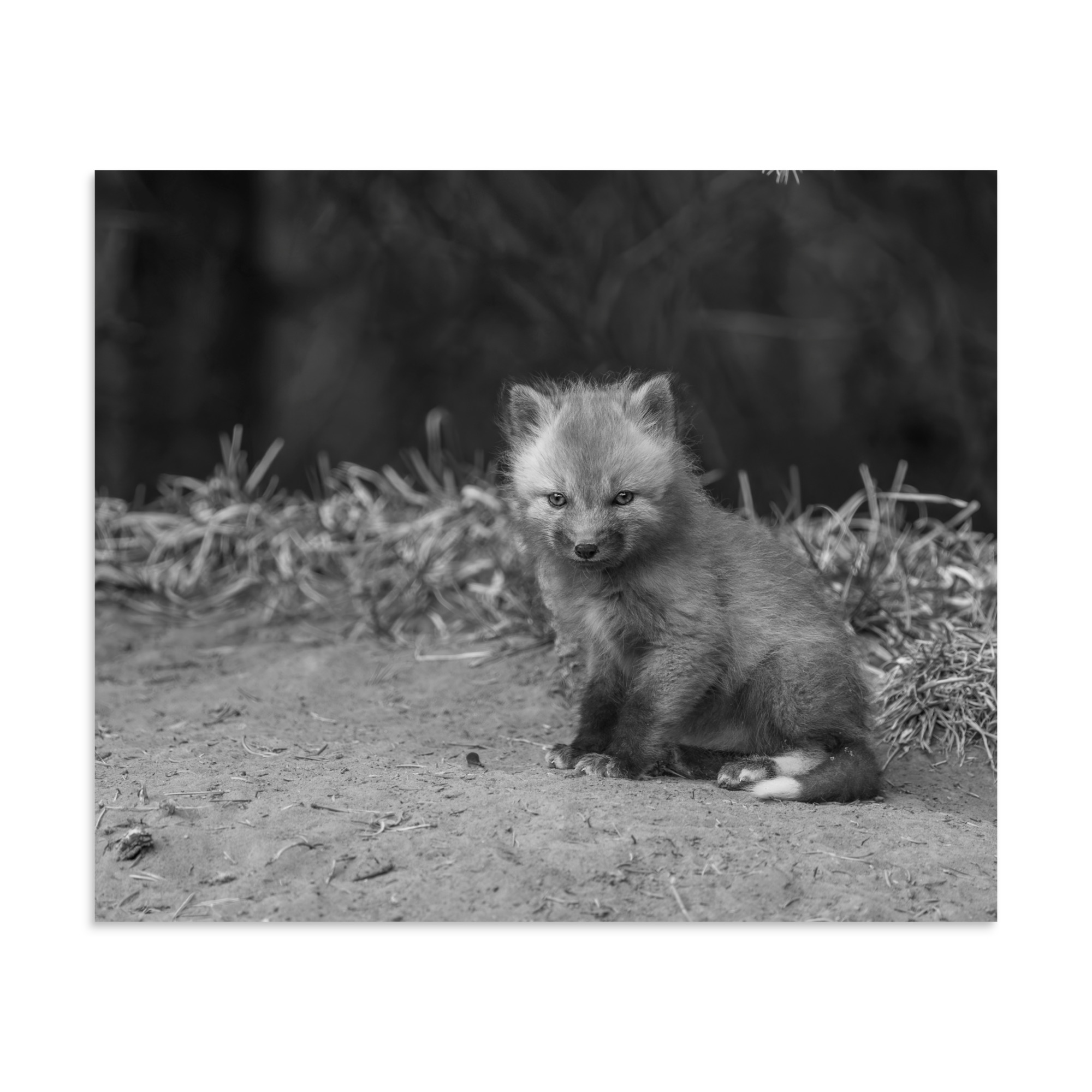 Sharp gaze baby red fox (Monochrome)! Photo paper poster - Image 18