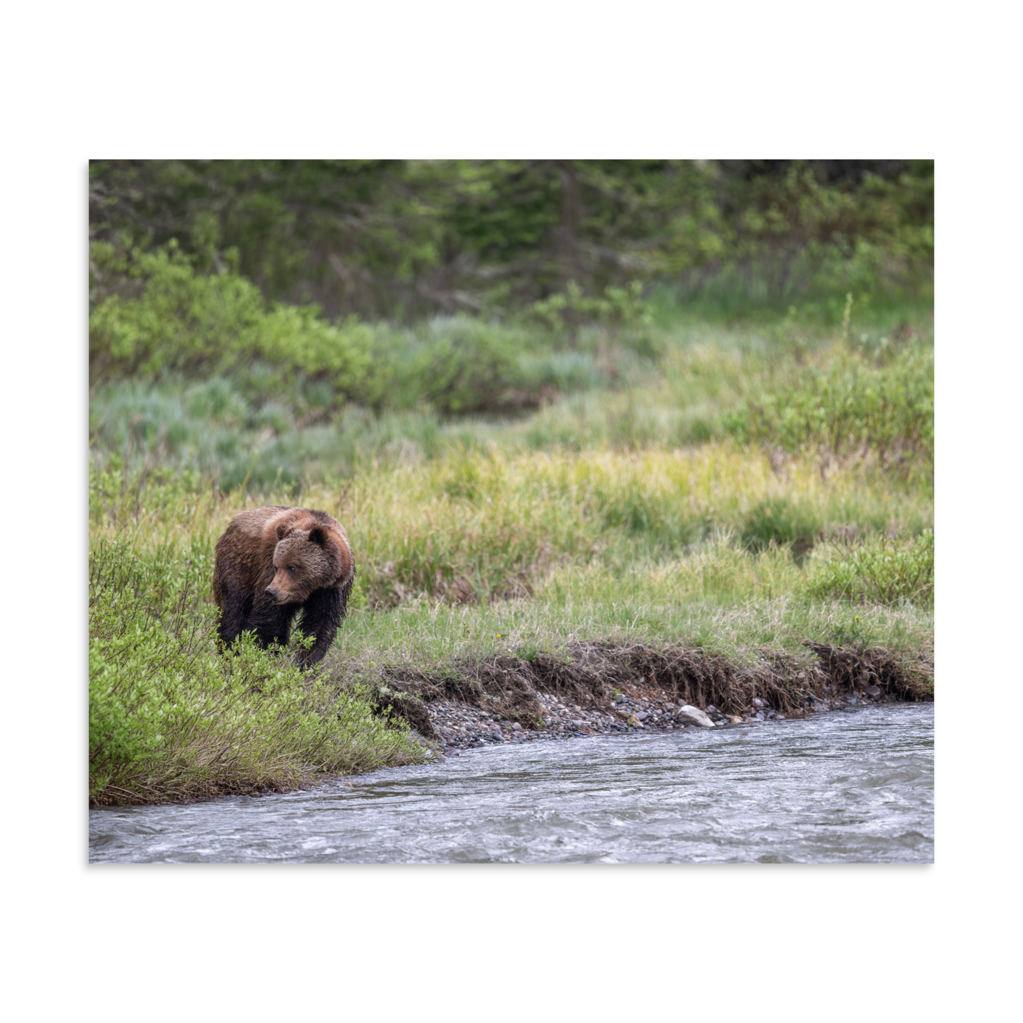 Grizzly getting read! Photo paper poster - Image 18
