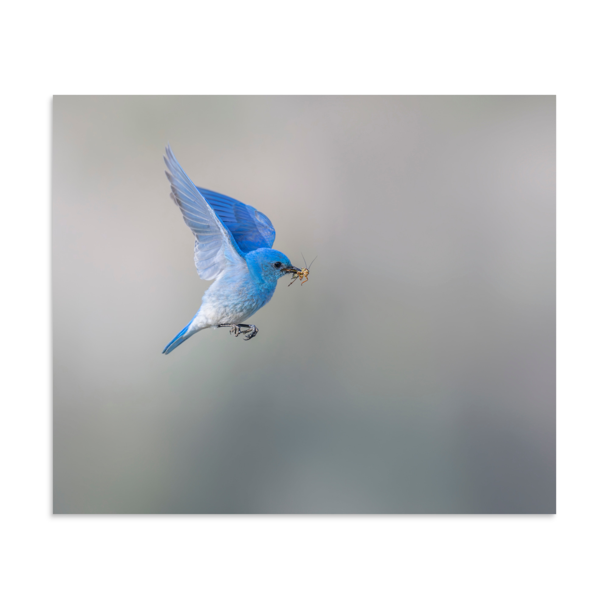 Mountain Bluebird with prey! Photo paper poster - Image 18