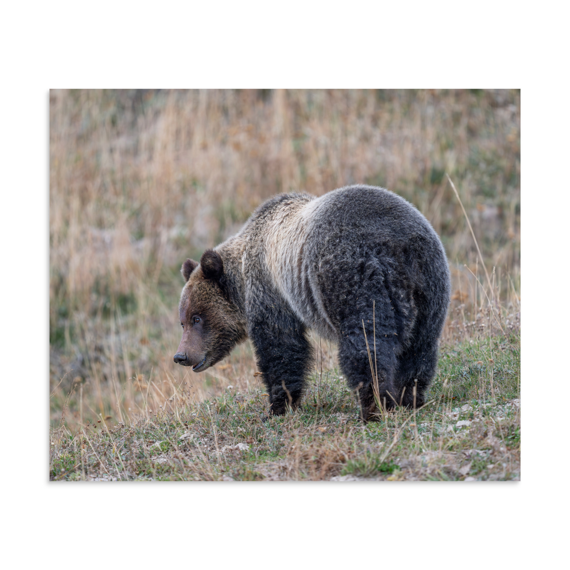 Grizzly of yellowstone! Photo paper poster - Image 17