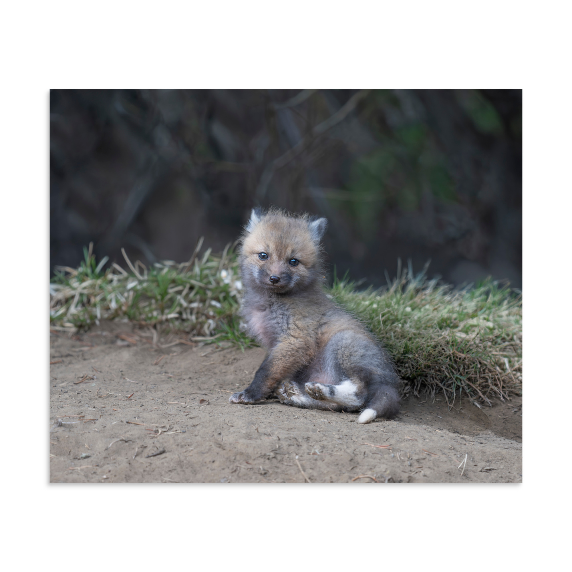 Guarding Den Baby Red fox! Photo paper poster - Image 18
