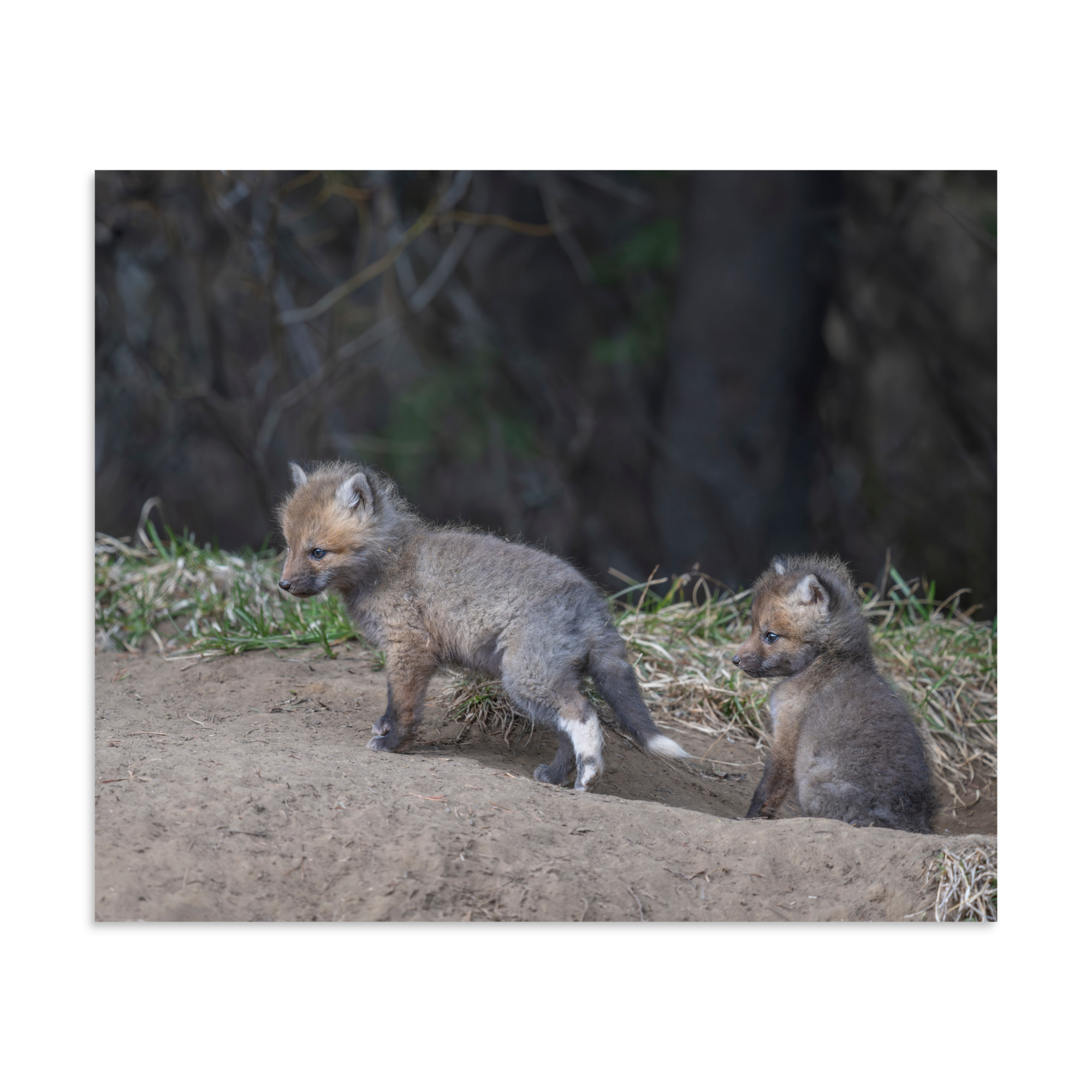 Play Time Baby Red fox! Photo paper poster - Image 18