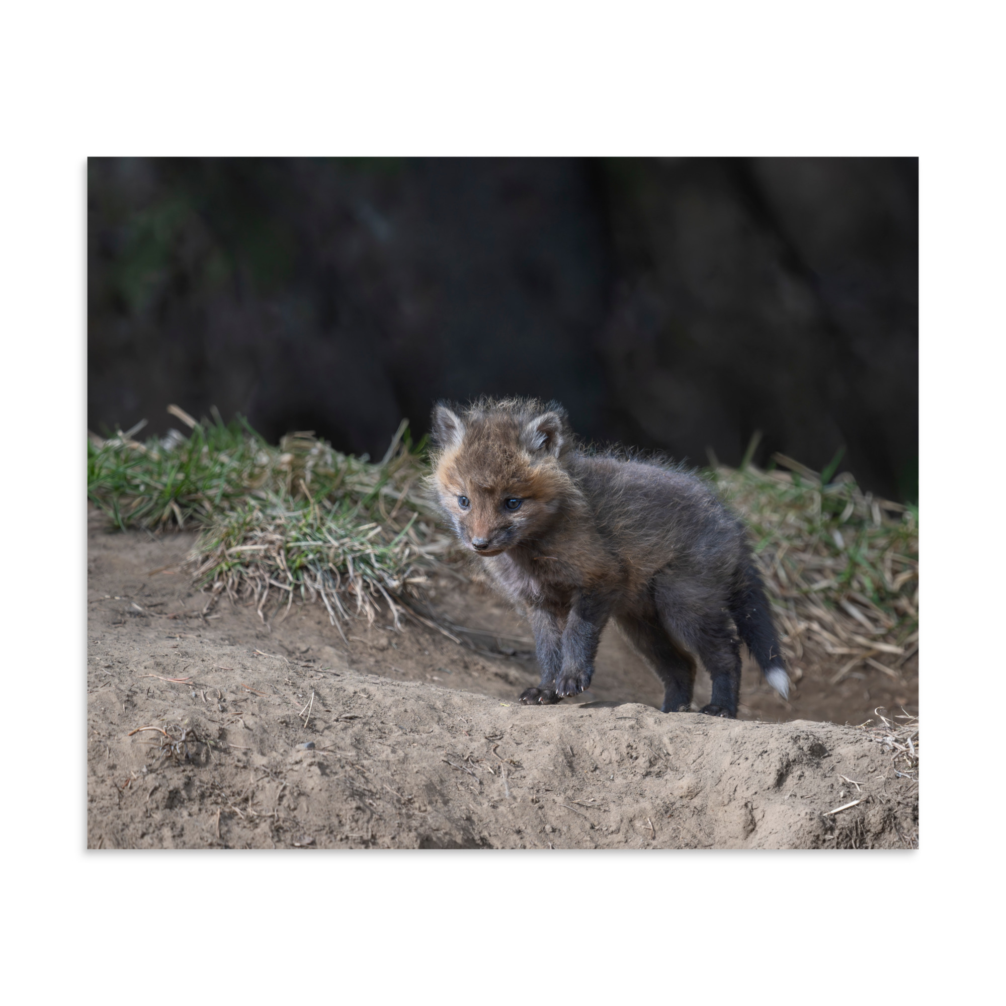 Just checking Baby Red fox! Photo paper poster - Image 18