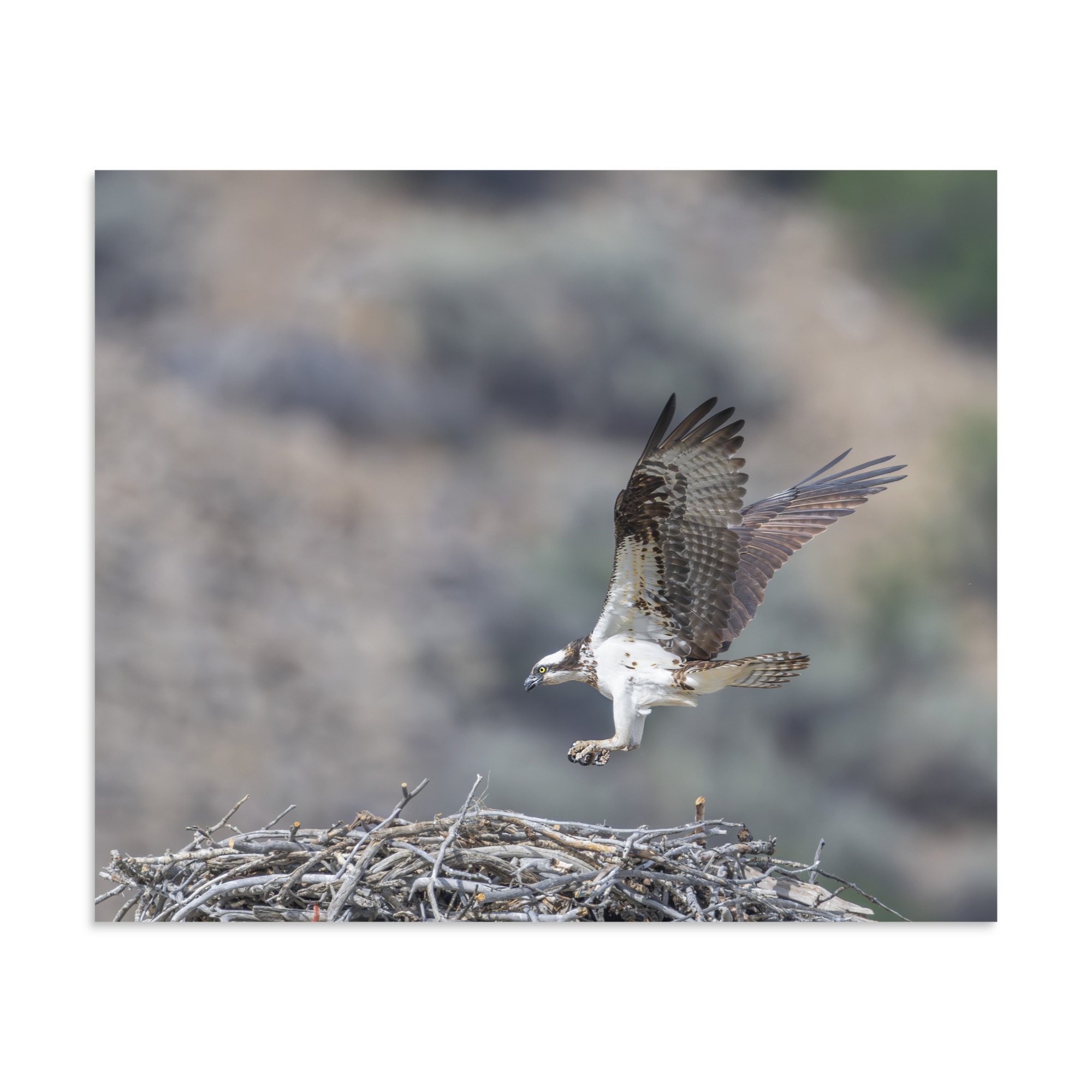 Osprey Landing on its nest! Photo paper poster - Image 18