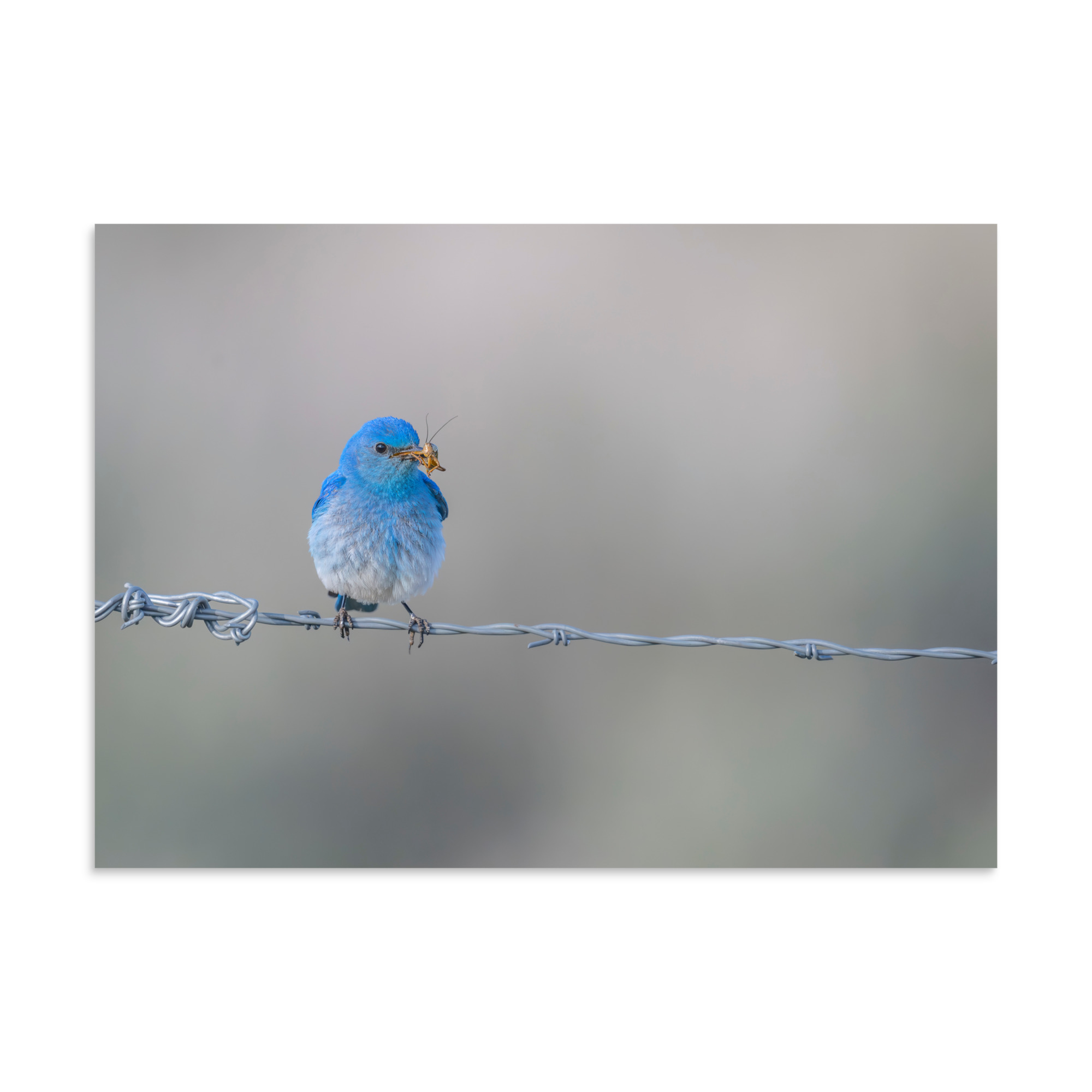 Mountain Blue Bird! Photo paper poster - Image 18