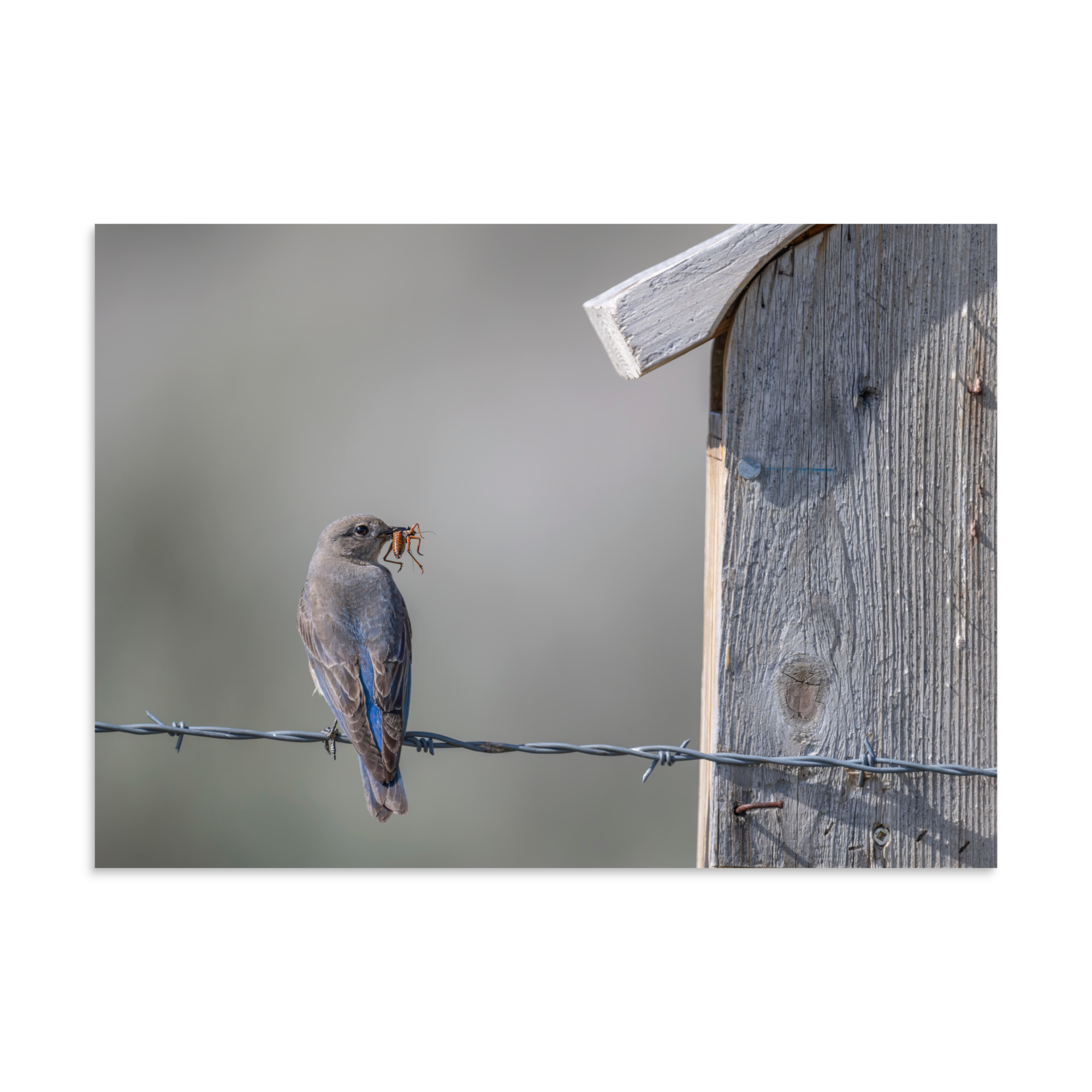 Mama Mountain bluebird with food! Photo paper poster - Image 17