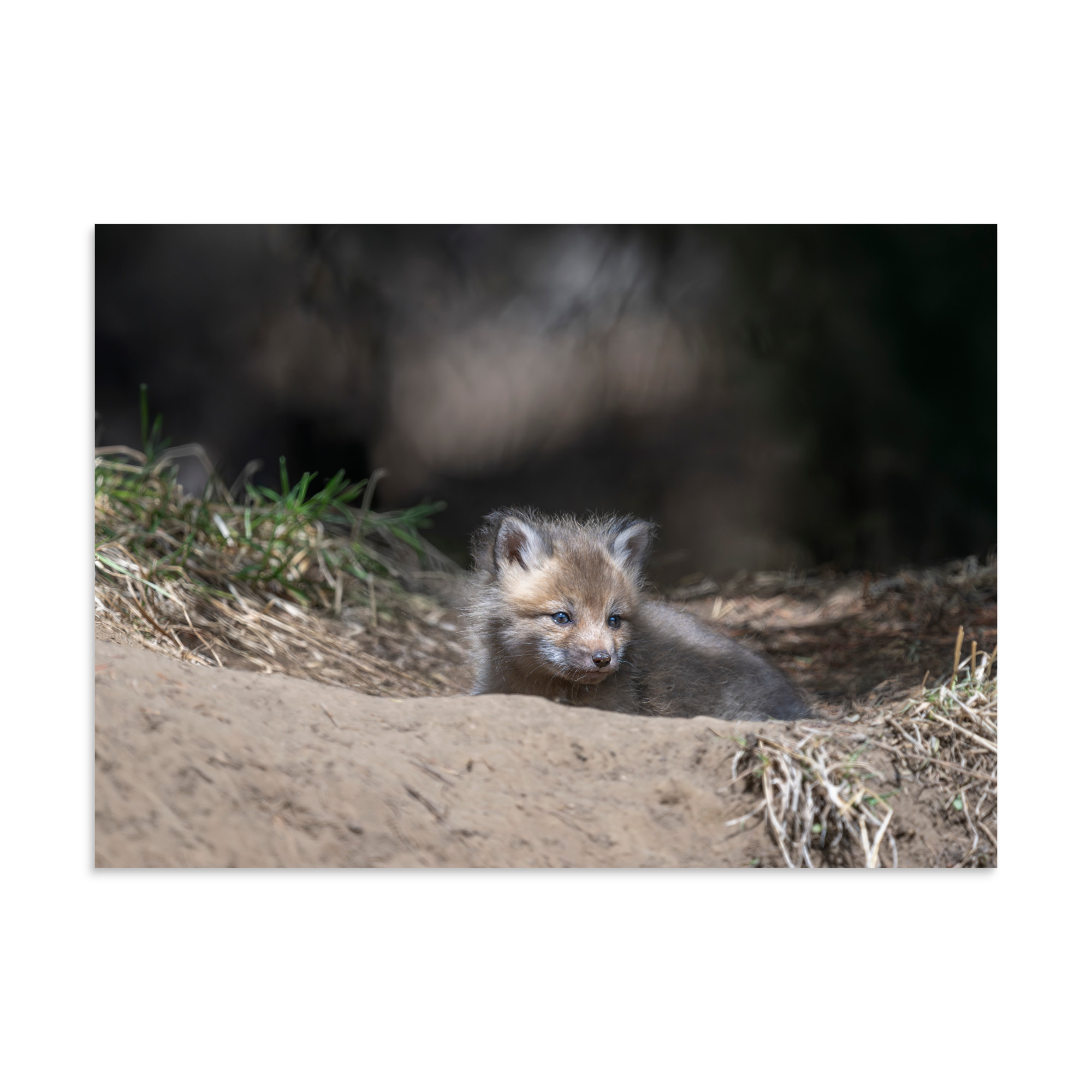 Baby Red fox waiting for Mom! Photo paper poster - Image 19