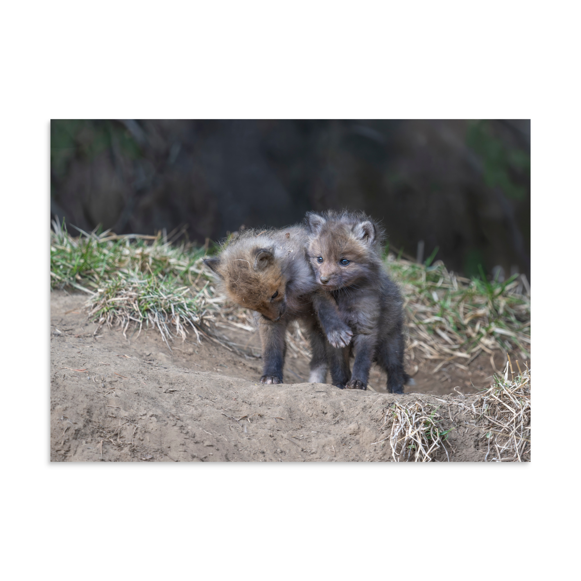 Brothers in Arms Red fox kits! Photo paper poster - Image 19