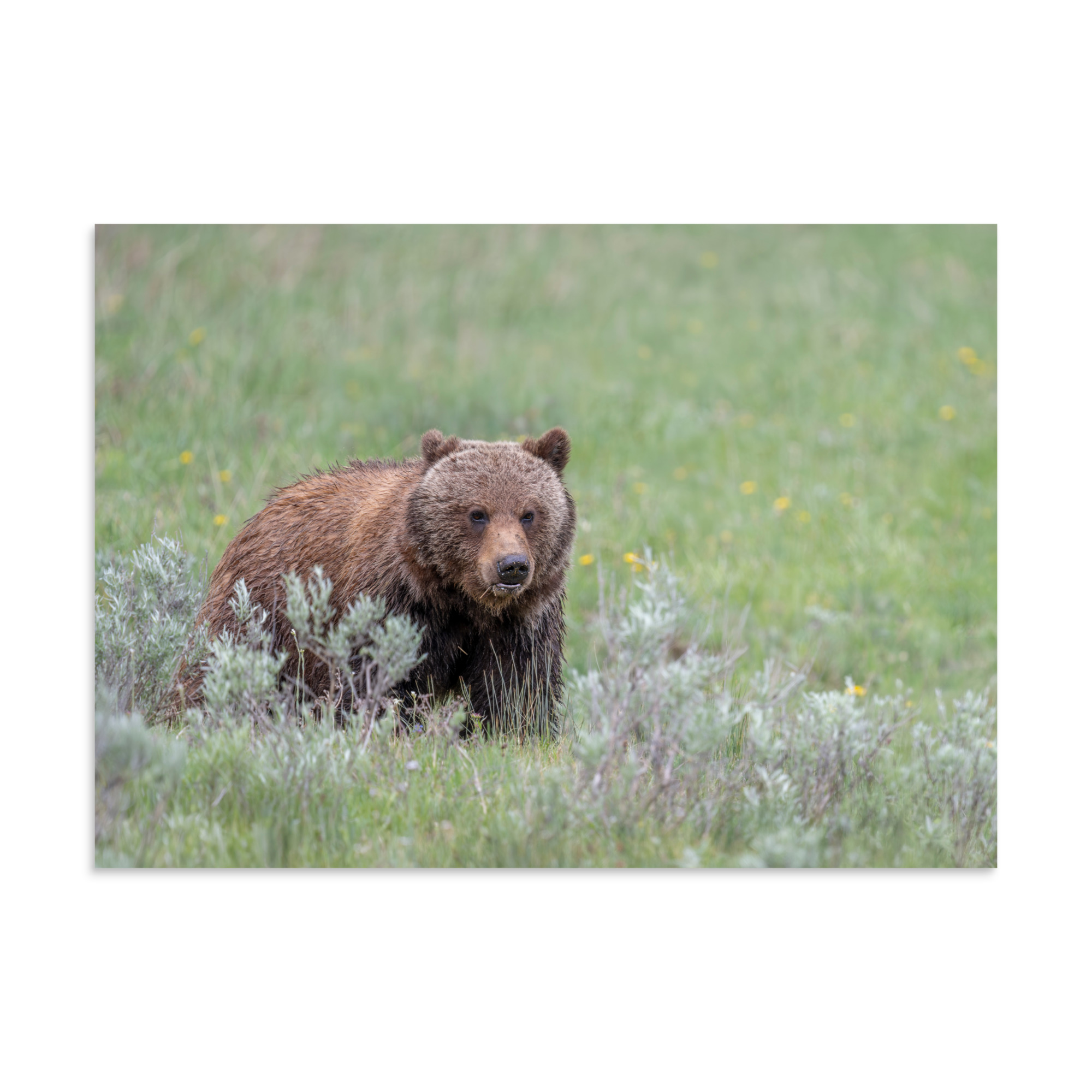 Hungry Grizzly in a Meadow! Photo paper poster - Image 18