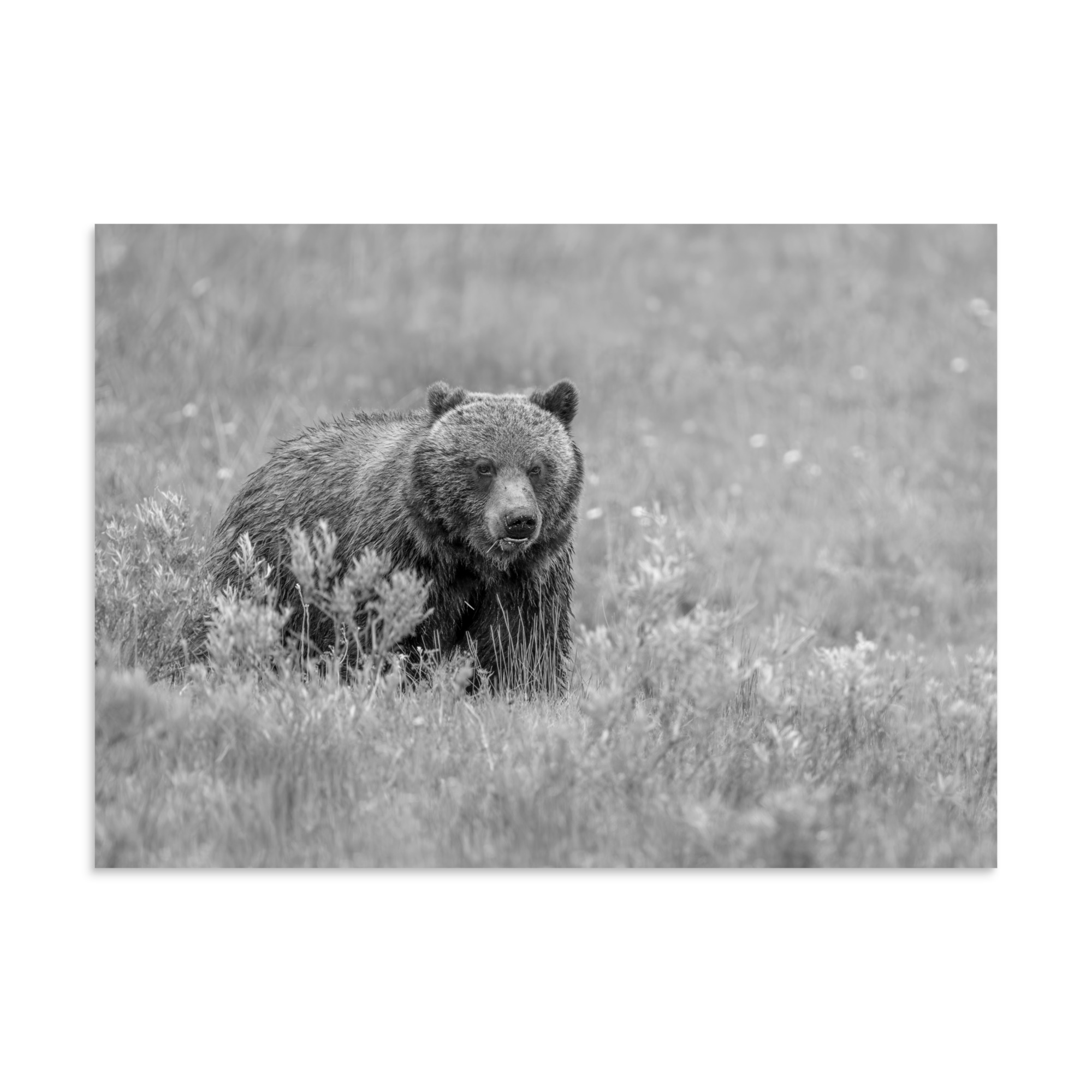Hungry Grizzly in a Meadow! Monochrome Photo paper poster - Image 19