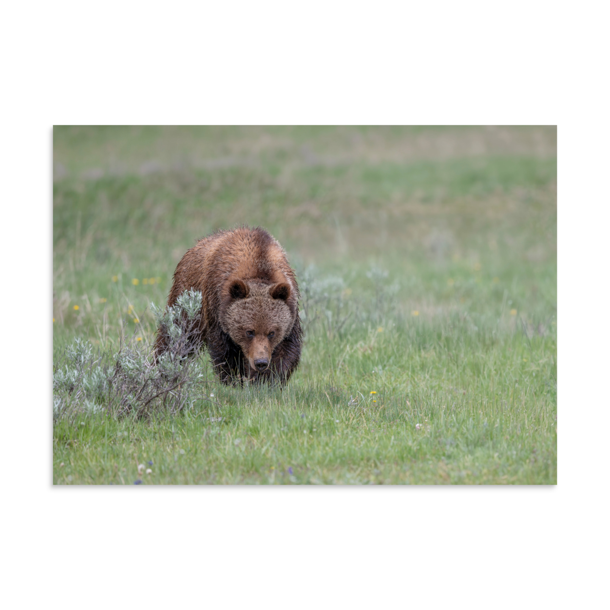 Grizzly Watching! Photo paper poster - Image 18