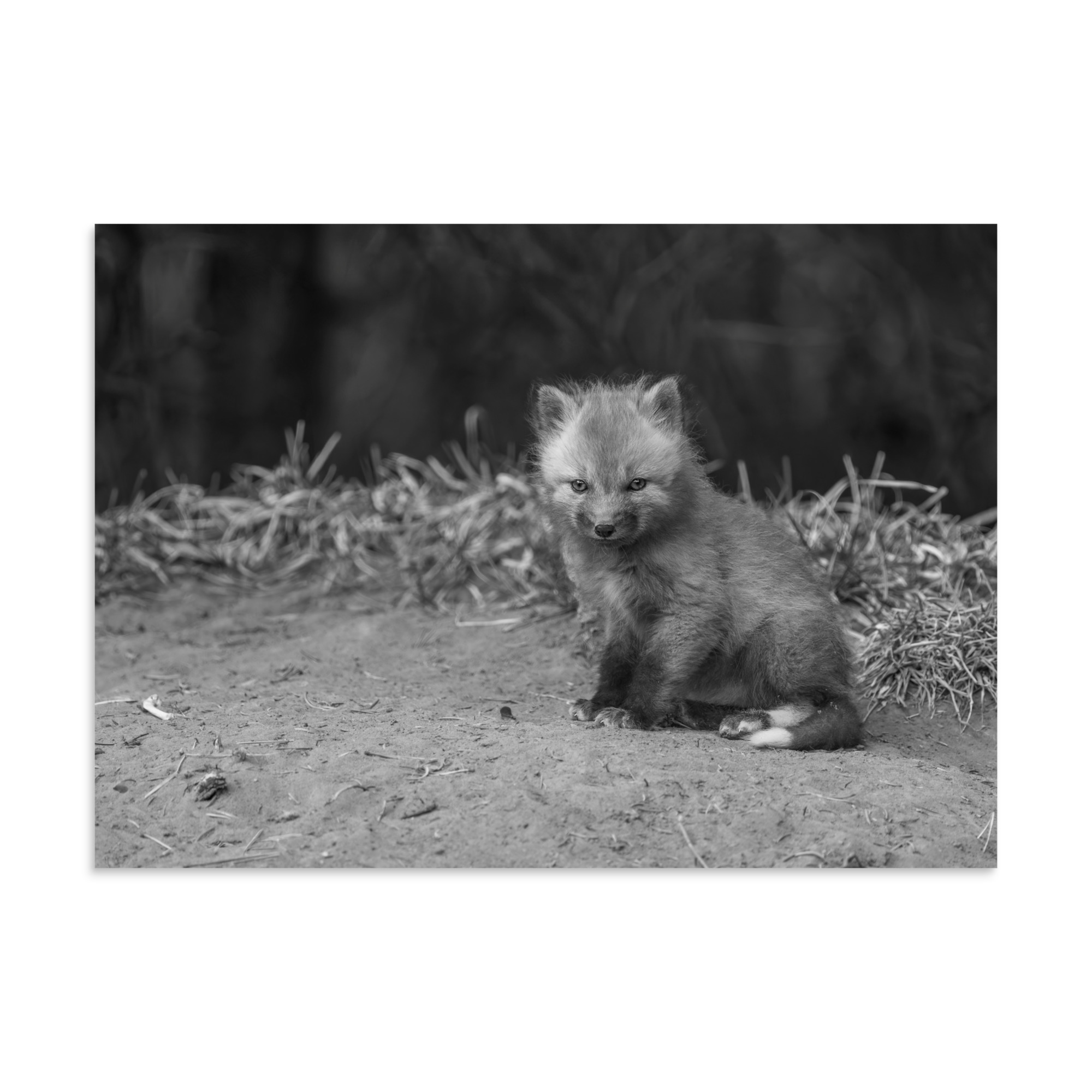 Sharp gaze baby red fox (Monochrome)! Photo paper poster - Image 19
