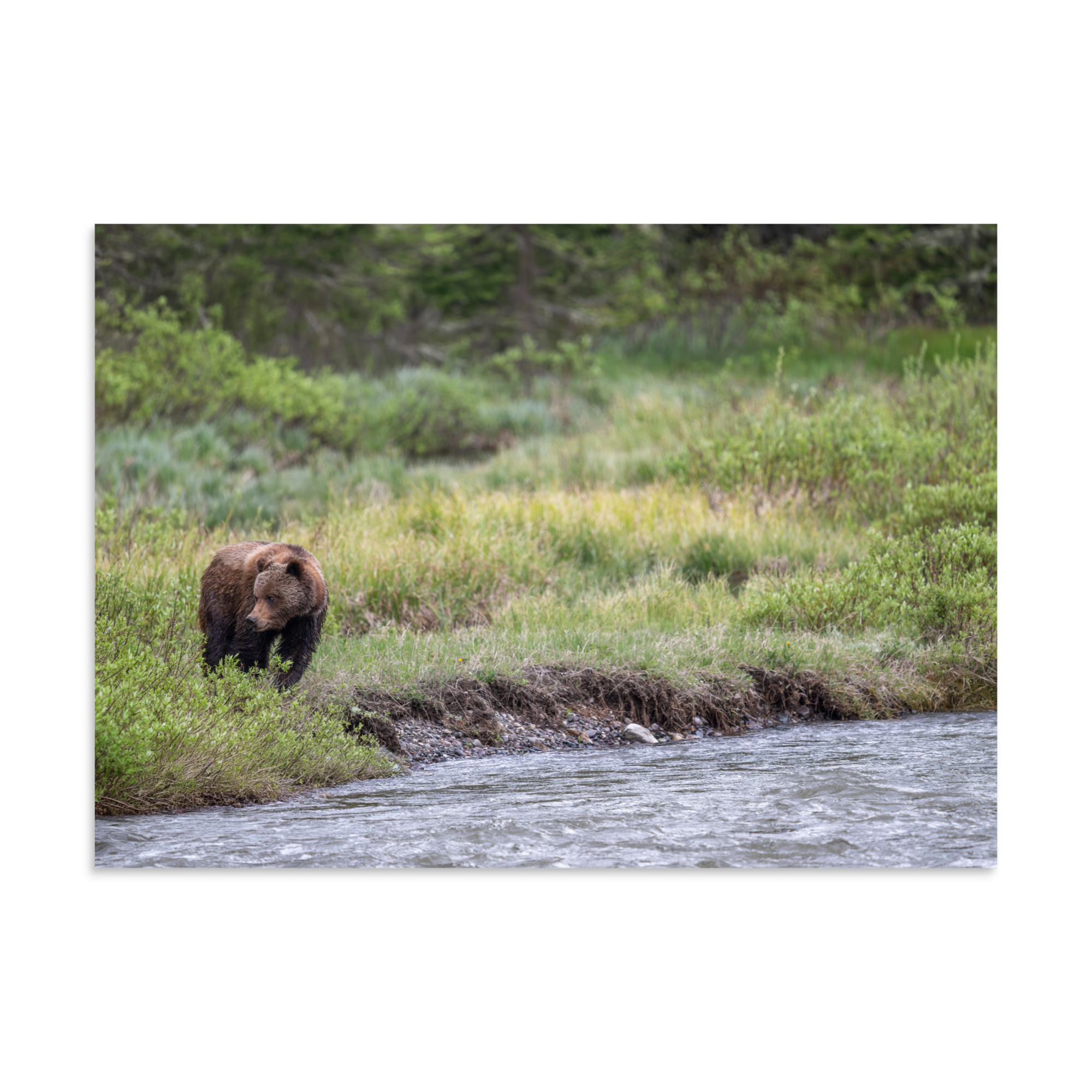 Grizzly getting read! Photo paper poster - Image 19