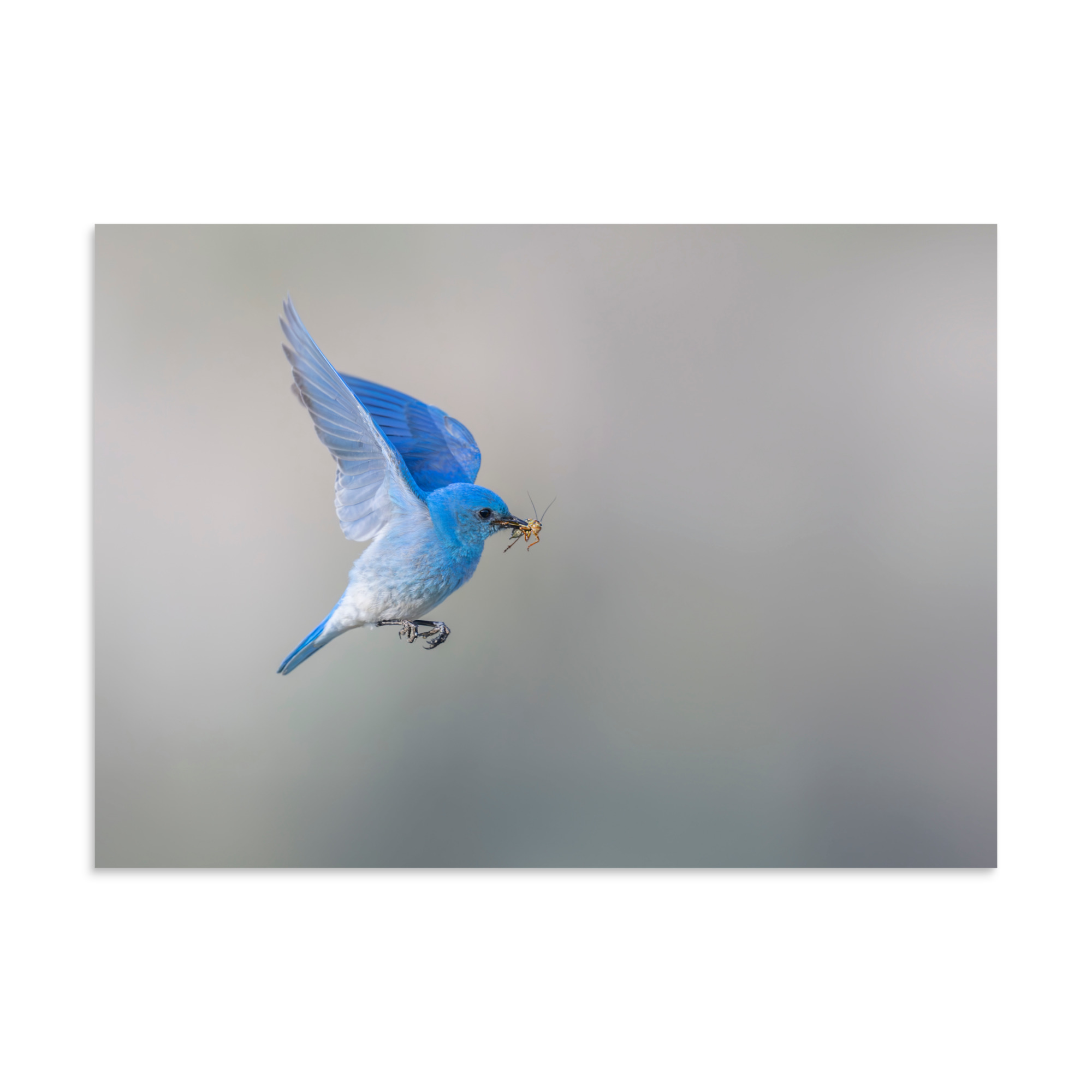 Mountain Bluebird with prey! Photo paper poster - Image 19