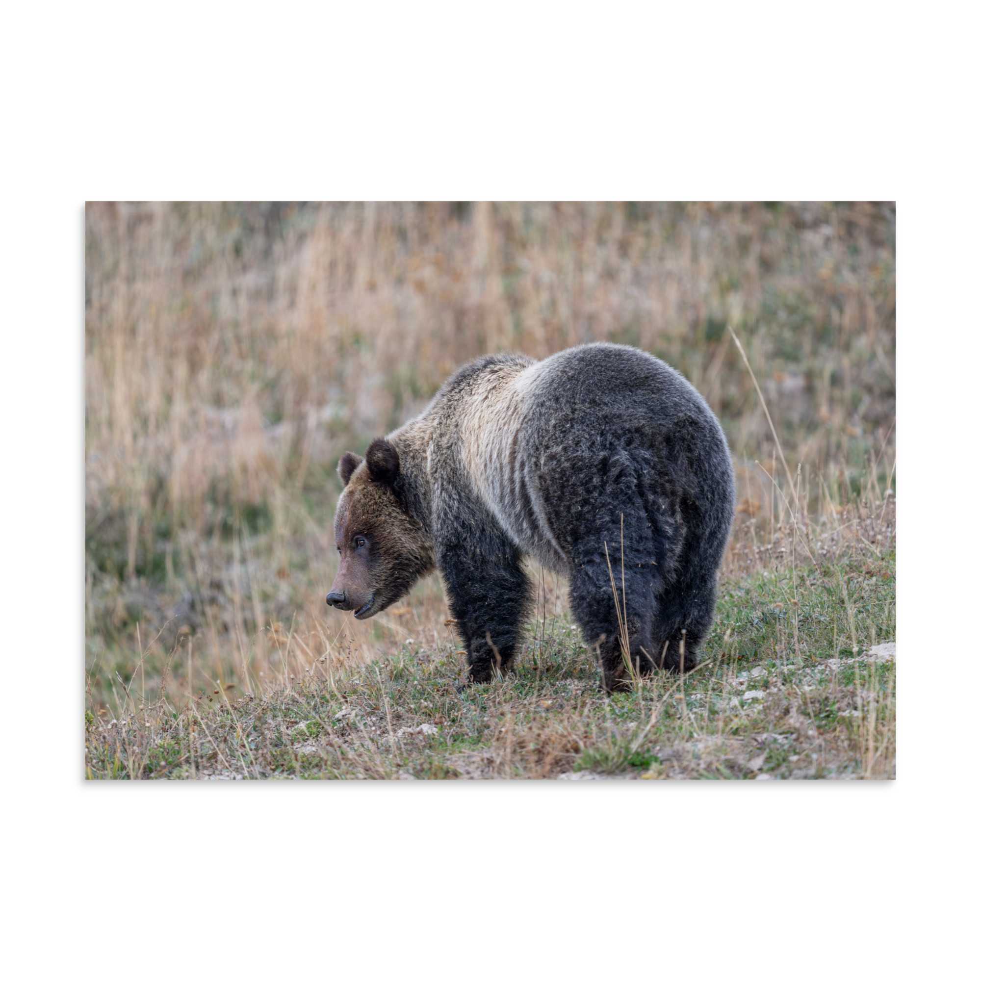 Grizzly of yellowstone! Photo paper poster - Image 18