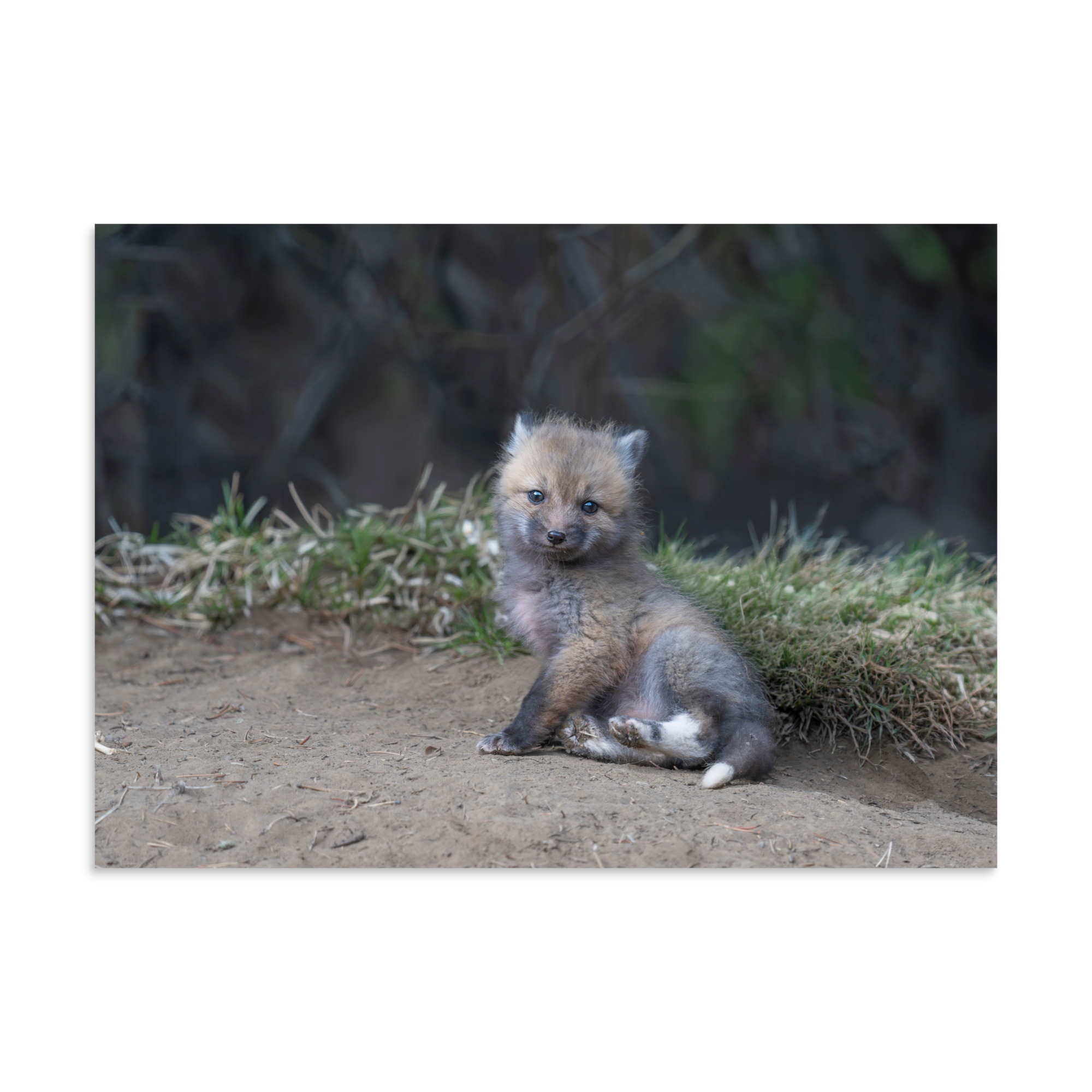 Guarding Den Baby Red fox! Photo paper poster - Image 19