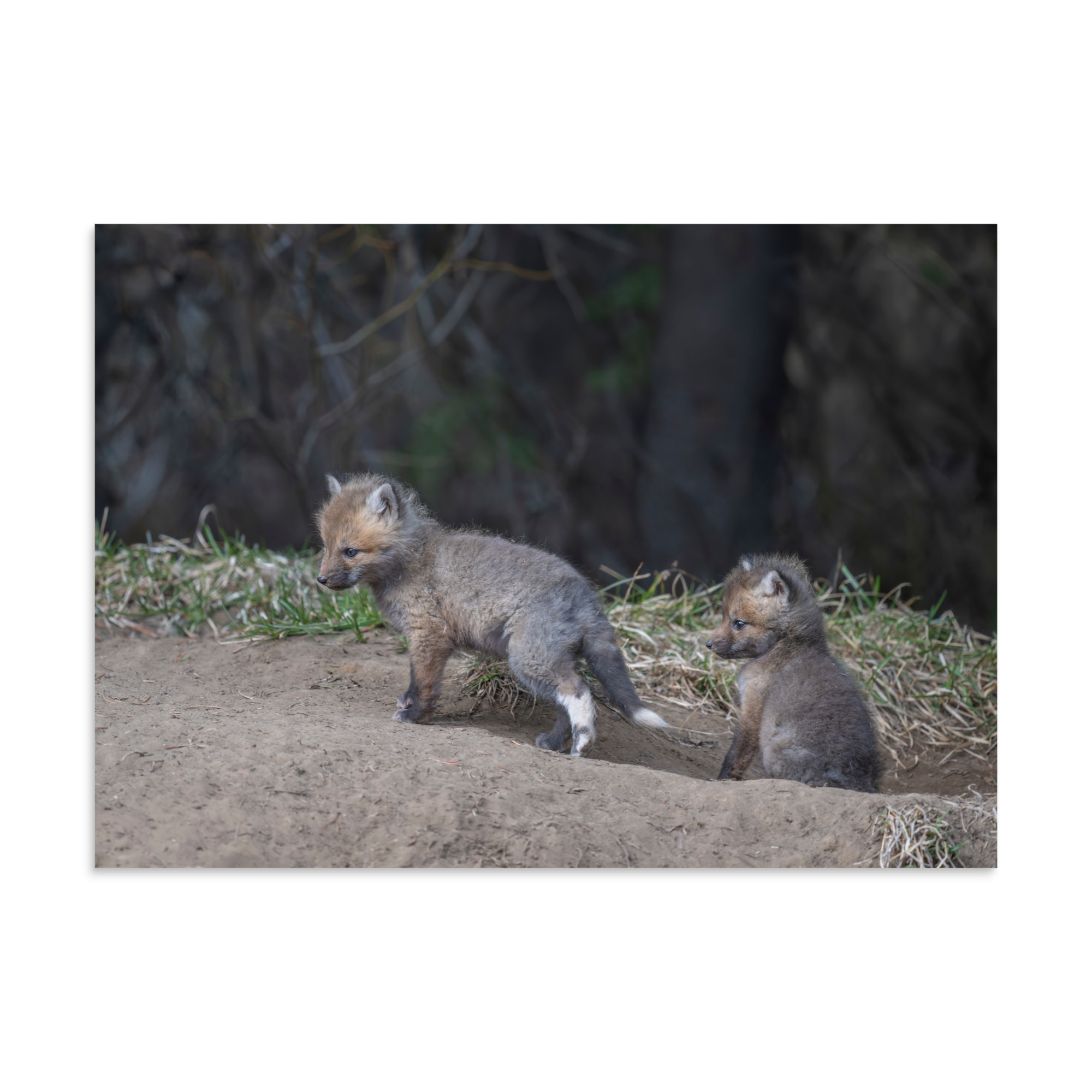 Play Time Baby Red fox! Photo paper poster - Image 19