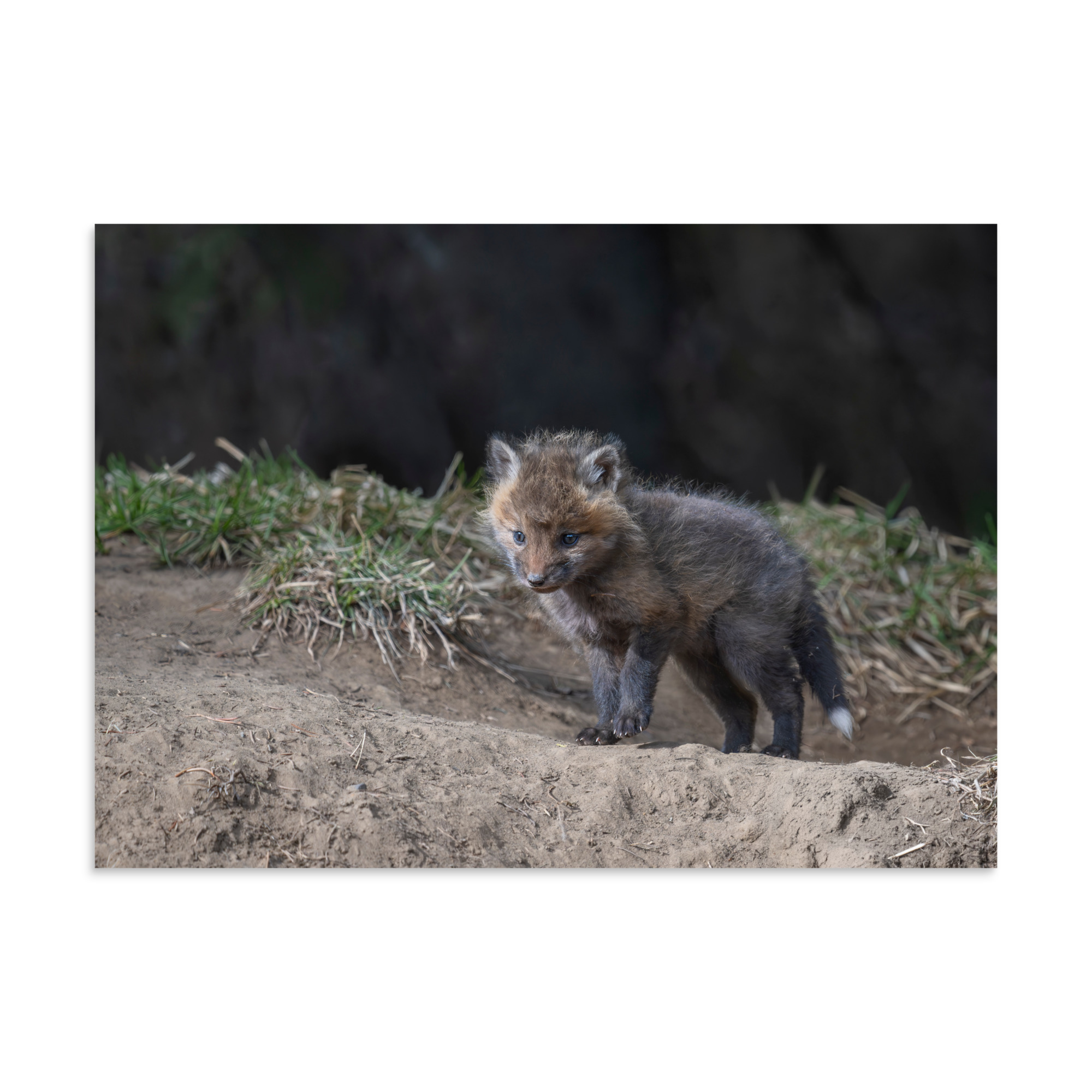 Just checking Baby Red fox! Photo paper poster - Image 19