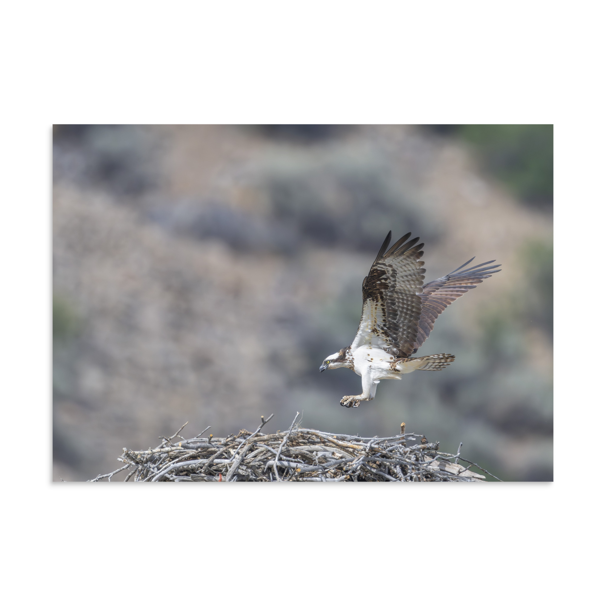 Osprey Landing on its nest! Photo paper poster - Image 19