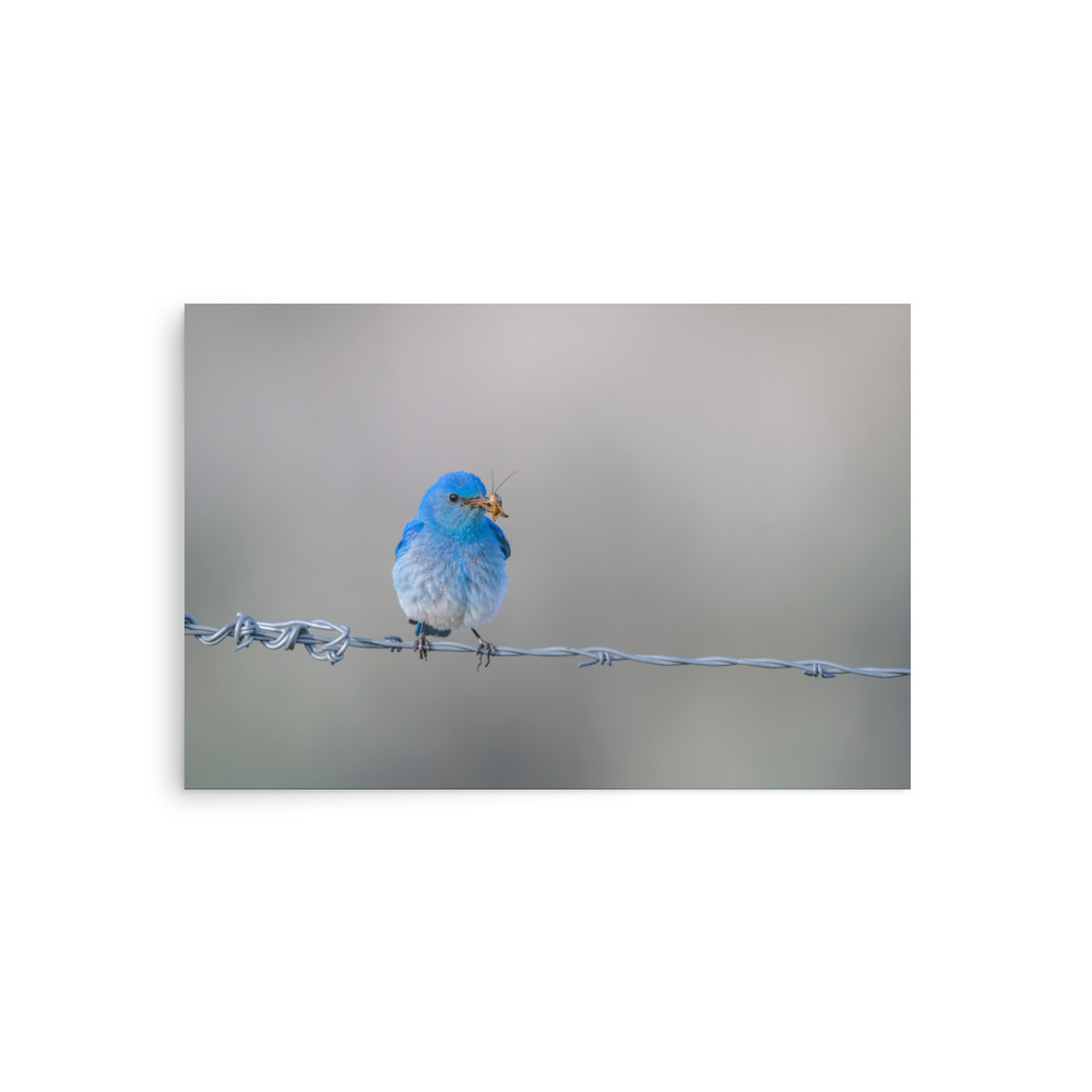 Mountain Blue Bird! Photo paper poster