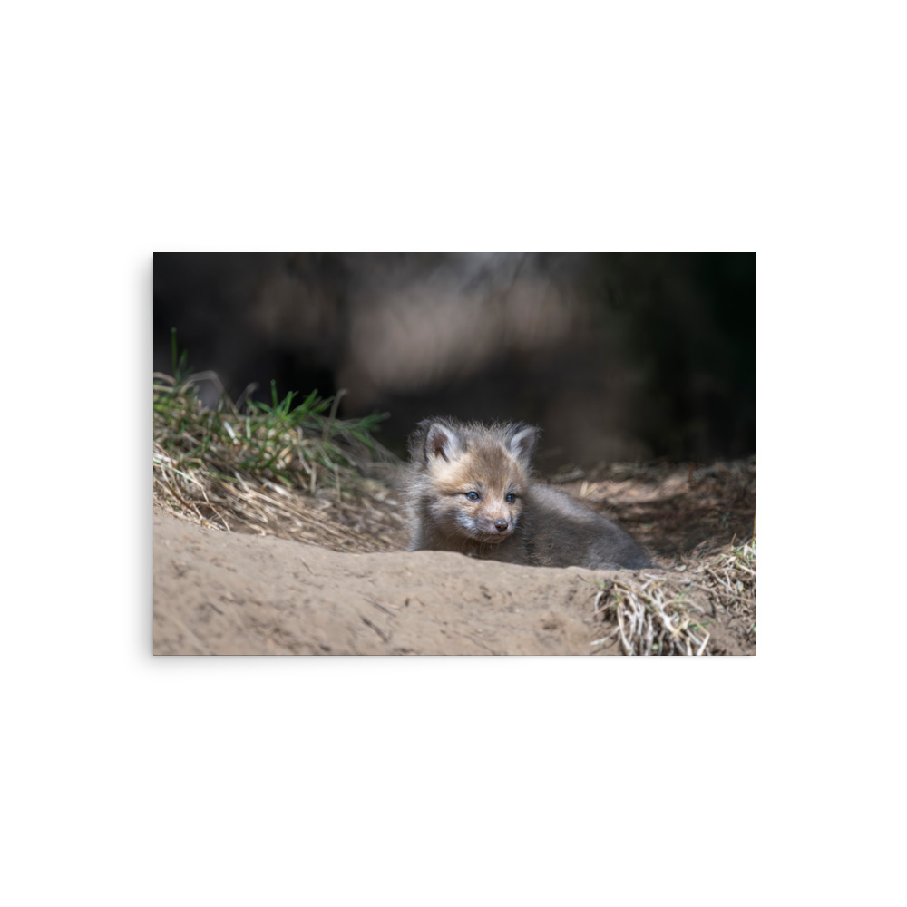 Baby Red fox waiting for Mom! Photo paper poster - Image 2