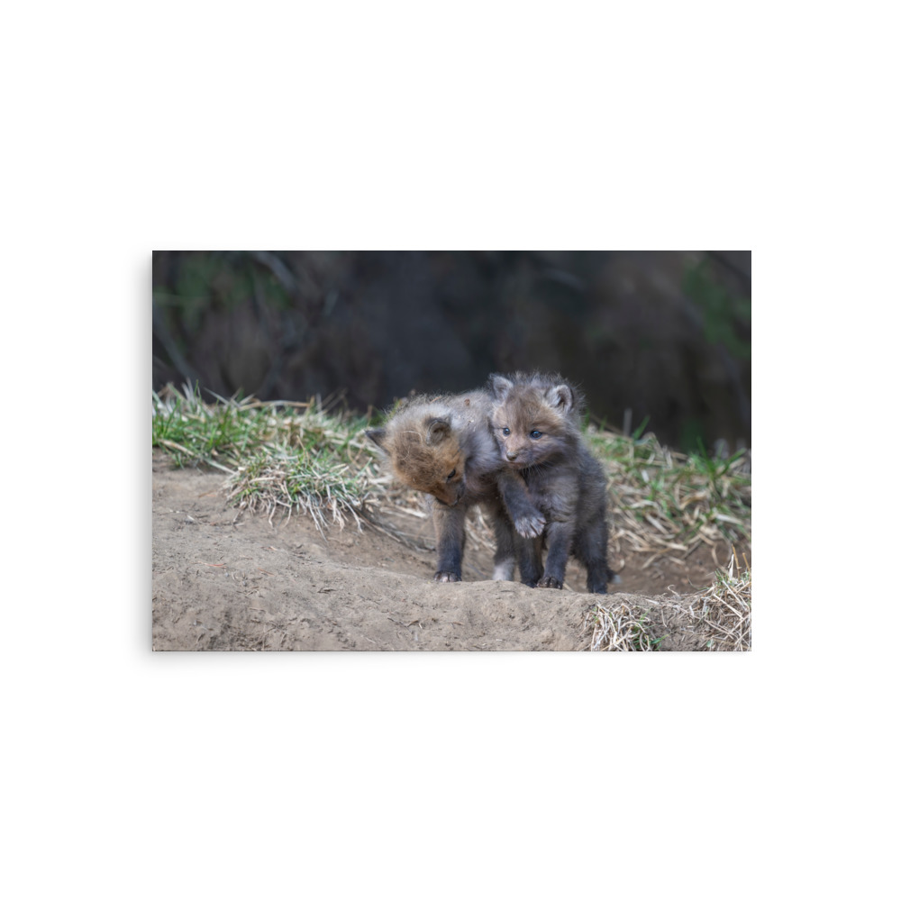 Brothers in Arms Red fox kits! Photo paper poster - Image 2