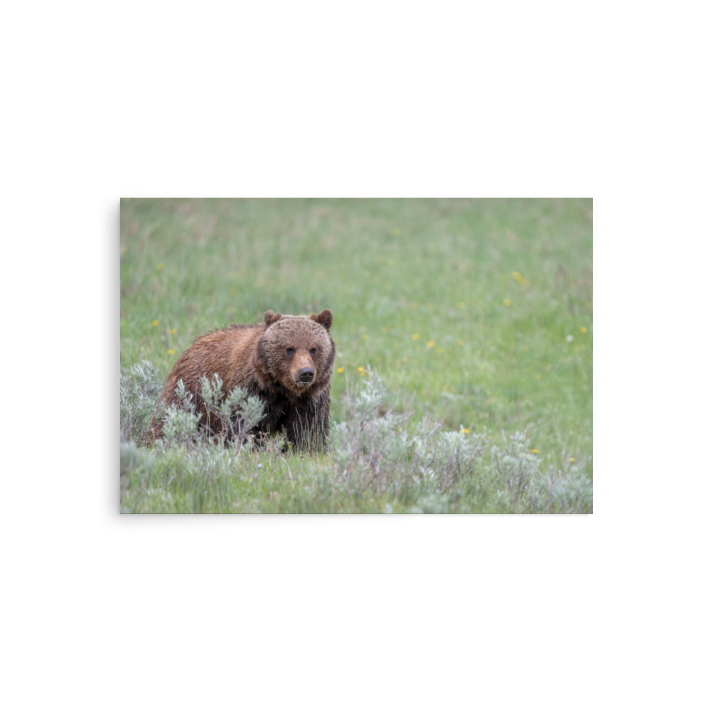 Hungry Grizzly in a Meadow! Photo paper poster