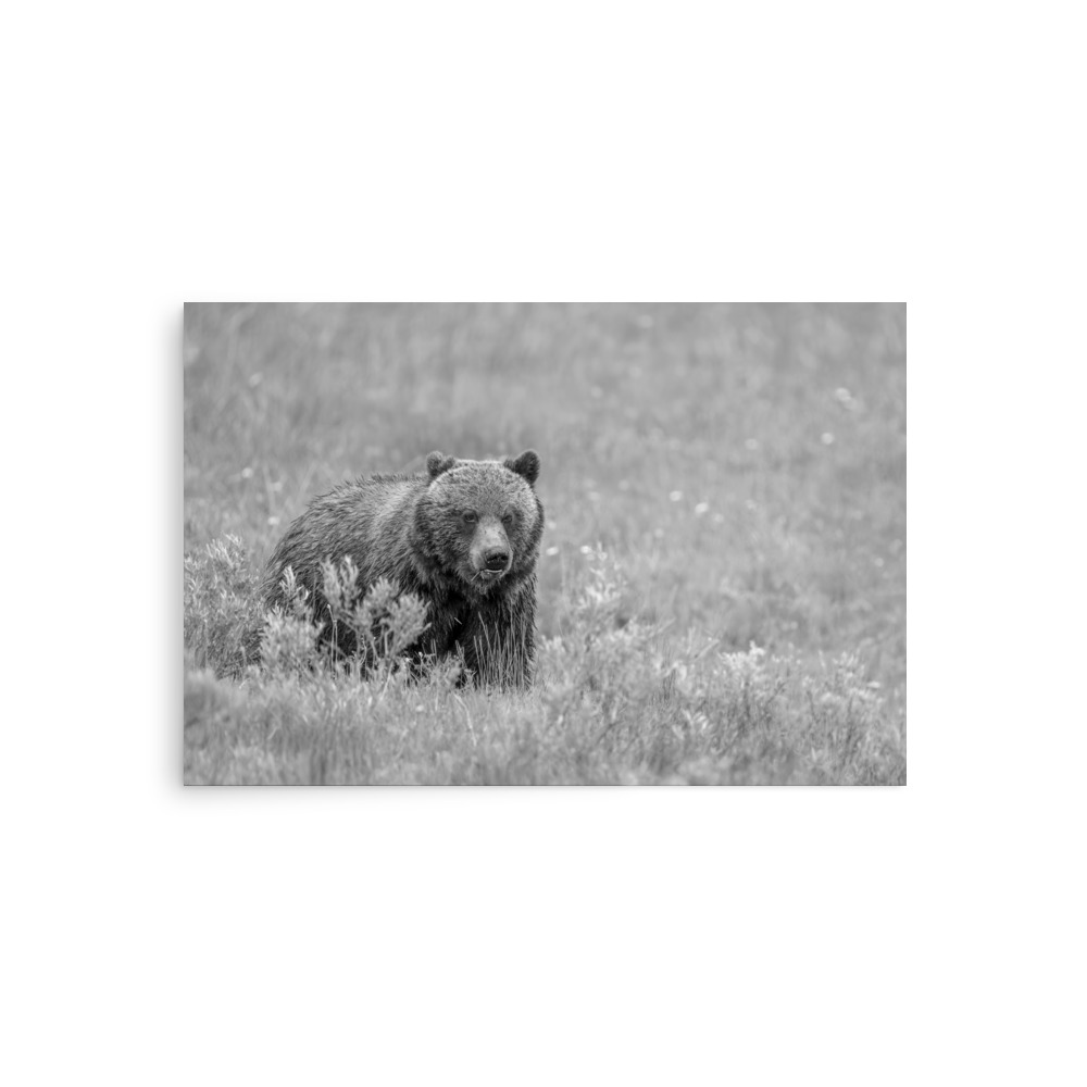 Hungry Grizzly in a Meadow! Monochrome Photo paper poster - Image 2