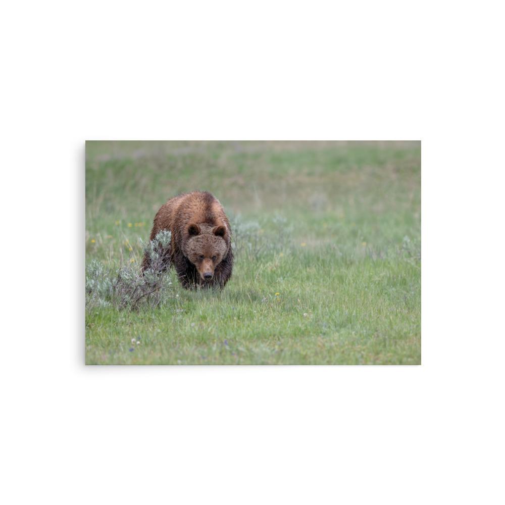 Grizzly Watching! Photo paper poster - Image 2
