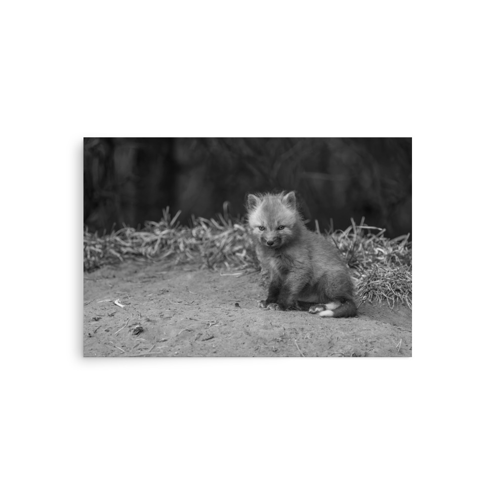 Sharp gaze baby red fox (Monochrome)! Photo paper poster - Image 2