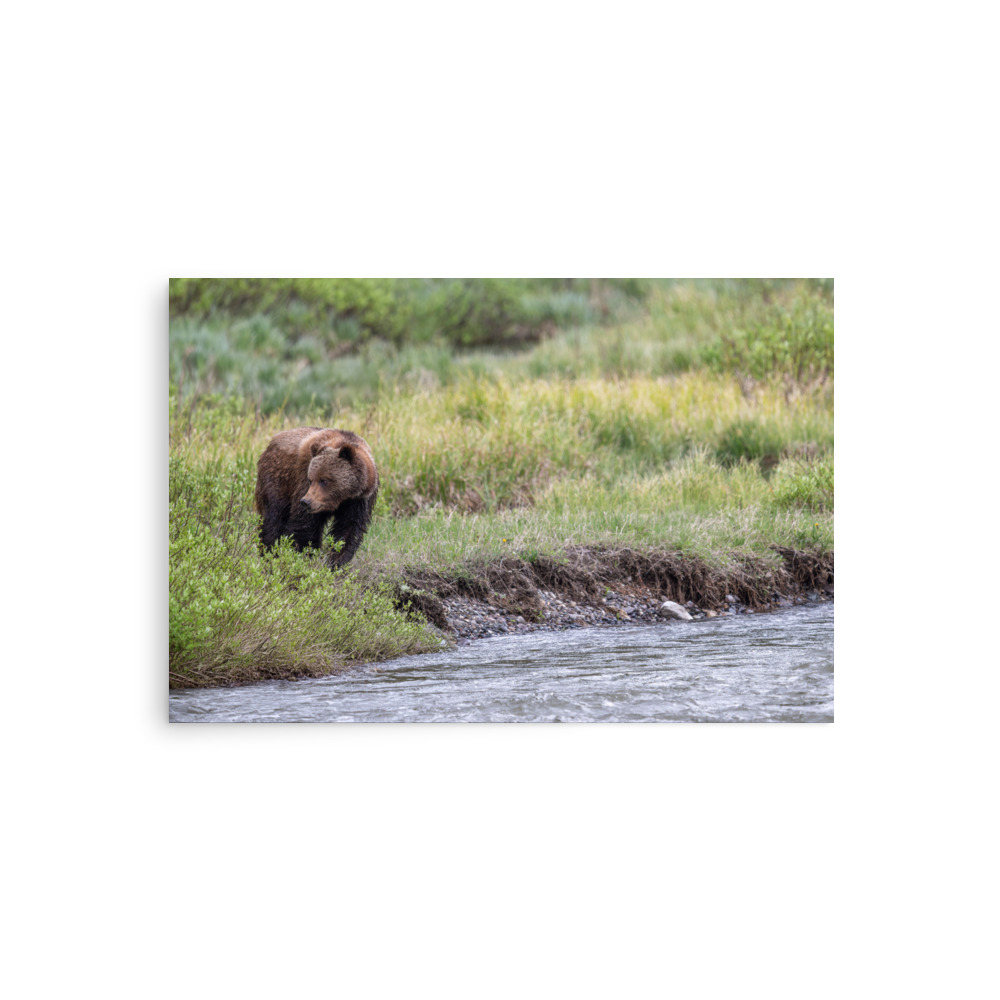 Grizzly getting read! Photo paper poster - Image 2